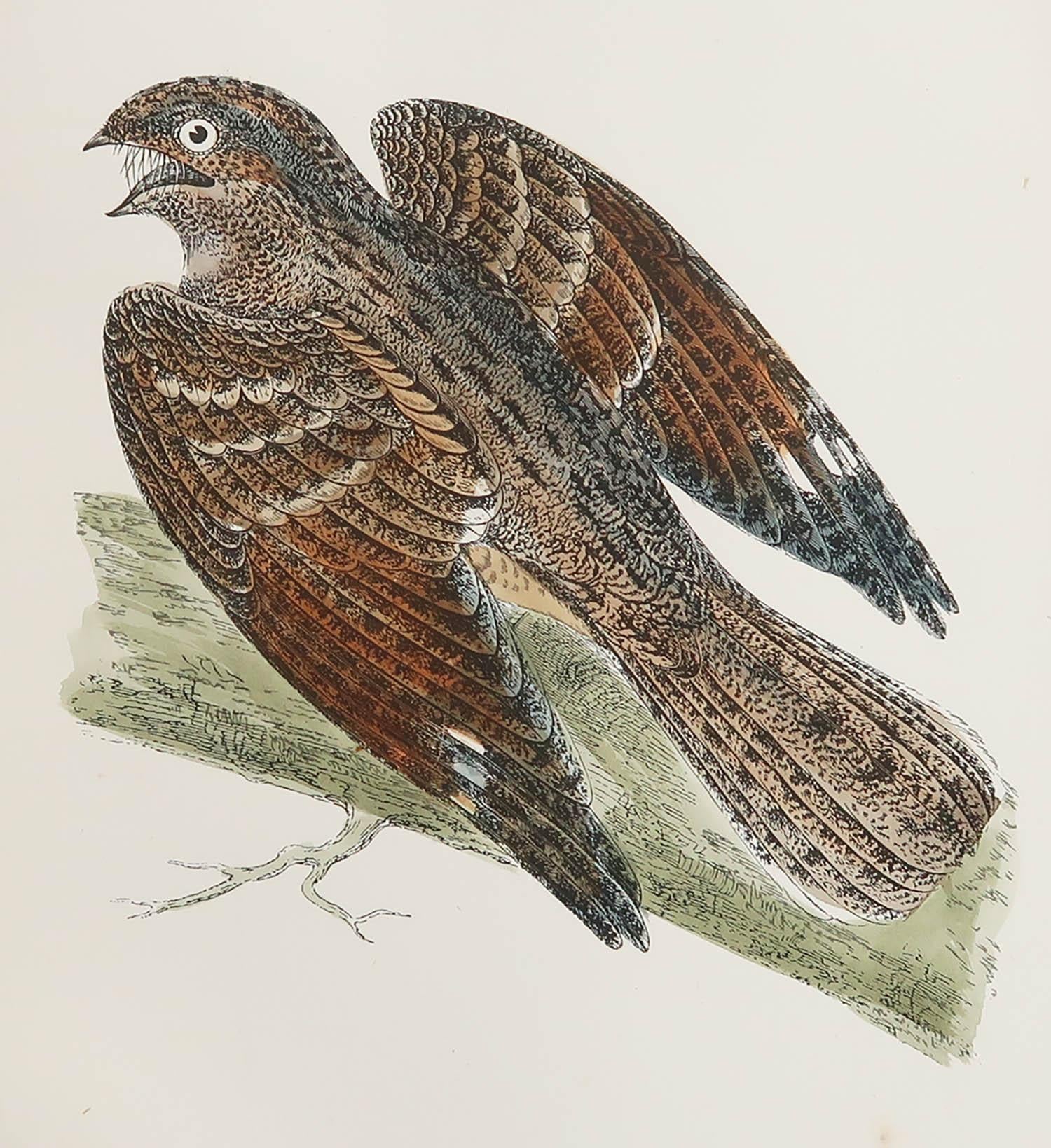 Great image of a Nightjar

Unframed. It gives you the option of perhaps making a set up using your own choice of frames.

Lithograph after Alexander Francis Lydon.

Original color

Published, circa 1880

Free shipping.




