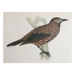 Original Antique Print of a Nutcracker, circa 1880, 'Unframed'