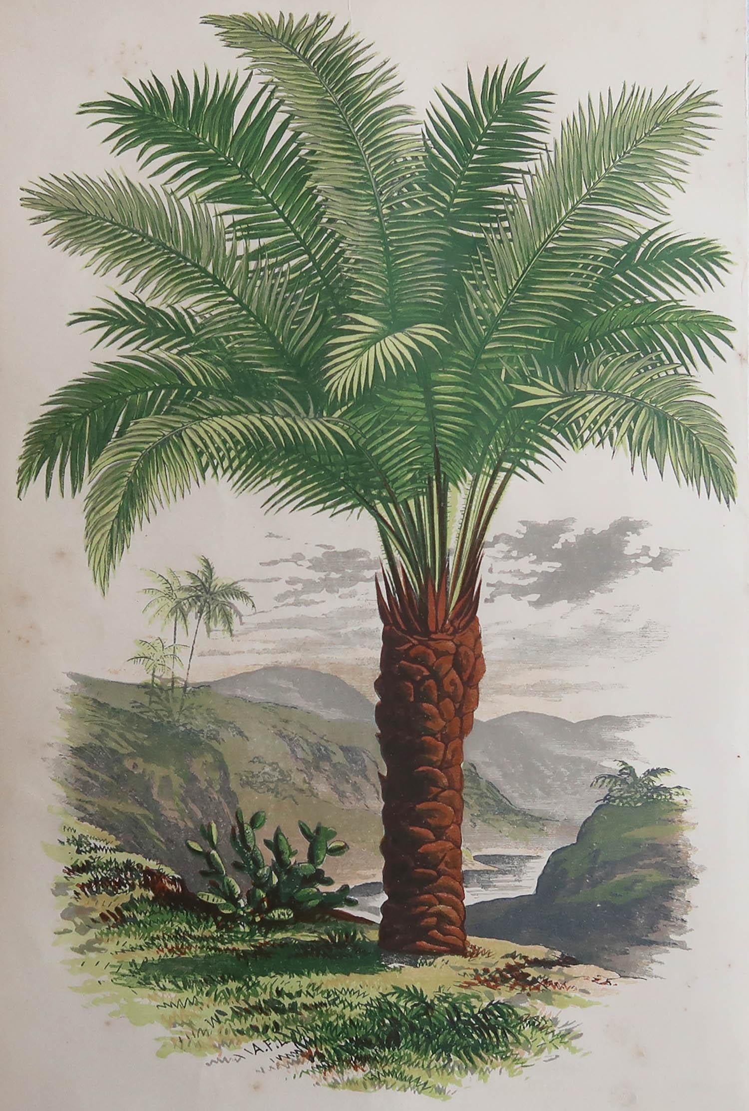 Preciosa estampa de una palmera

Cromo-litografía

Color original

Publicado, hacia 1870

Sin enmarcar.

Envío gratuito


