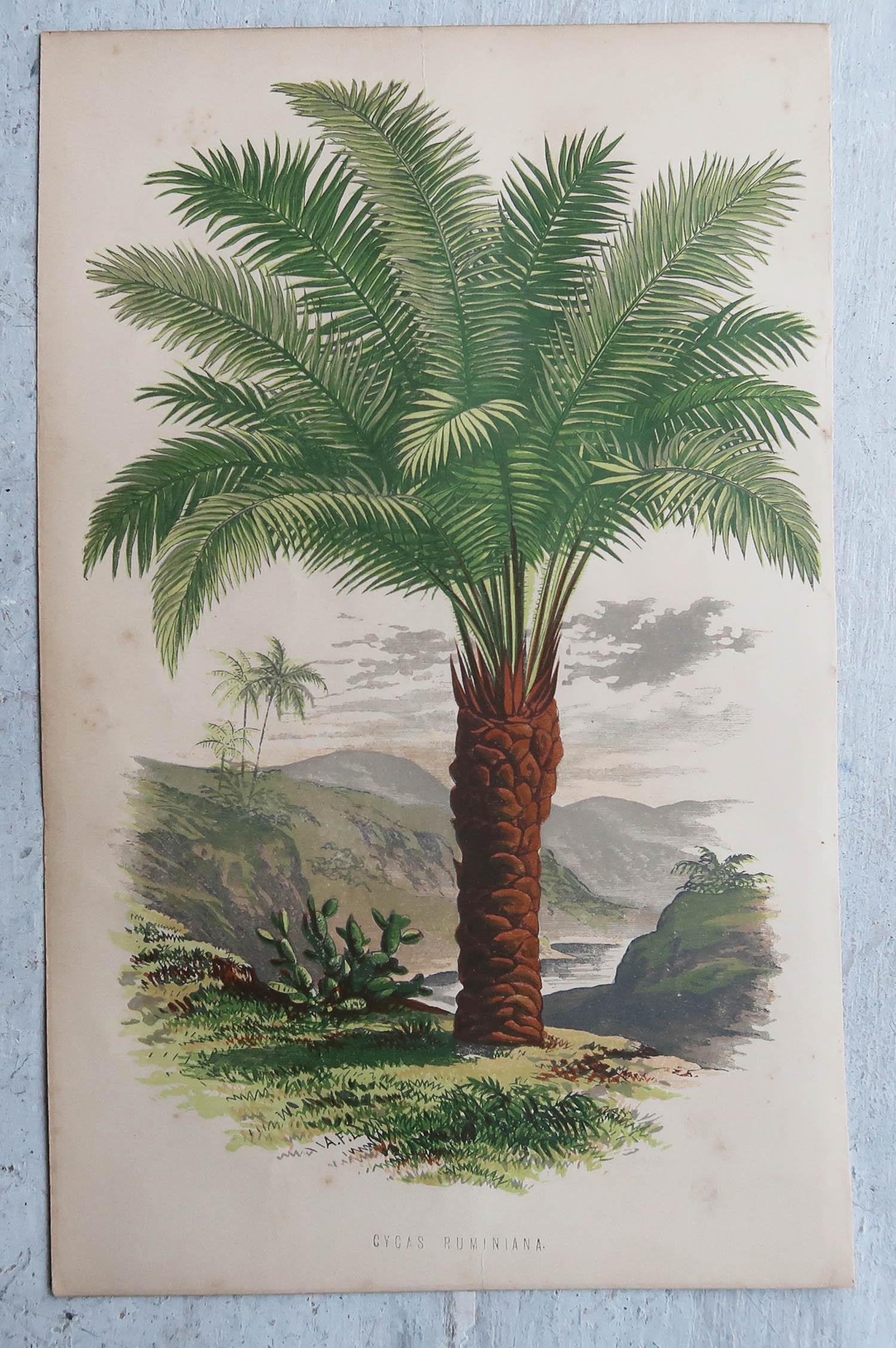 Grabado original antiguo de una palmera, circa 1870 Inglés en venta