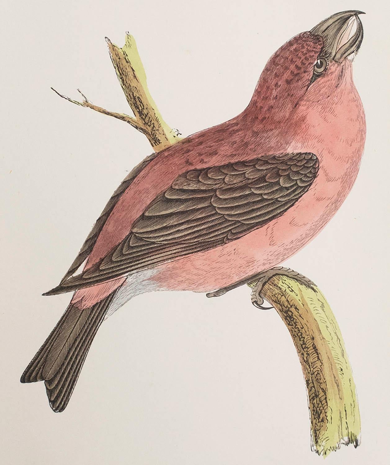 Tolles Bild eines Papageienkreuzschnabels

Ungerahmt. So haben Sie die Möglichkeit, Ihre eigene Auswahl an Rahmen zu treffen.

Lithographie nach Alexander Francis Lydon.

Original Farbe

Veröffentlicht, um 1880

Das Maß ist die
