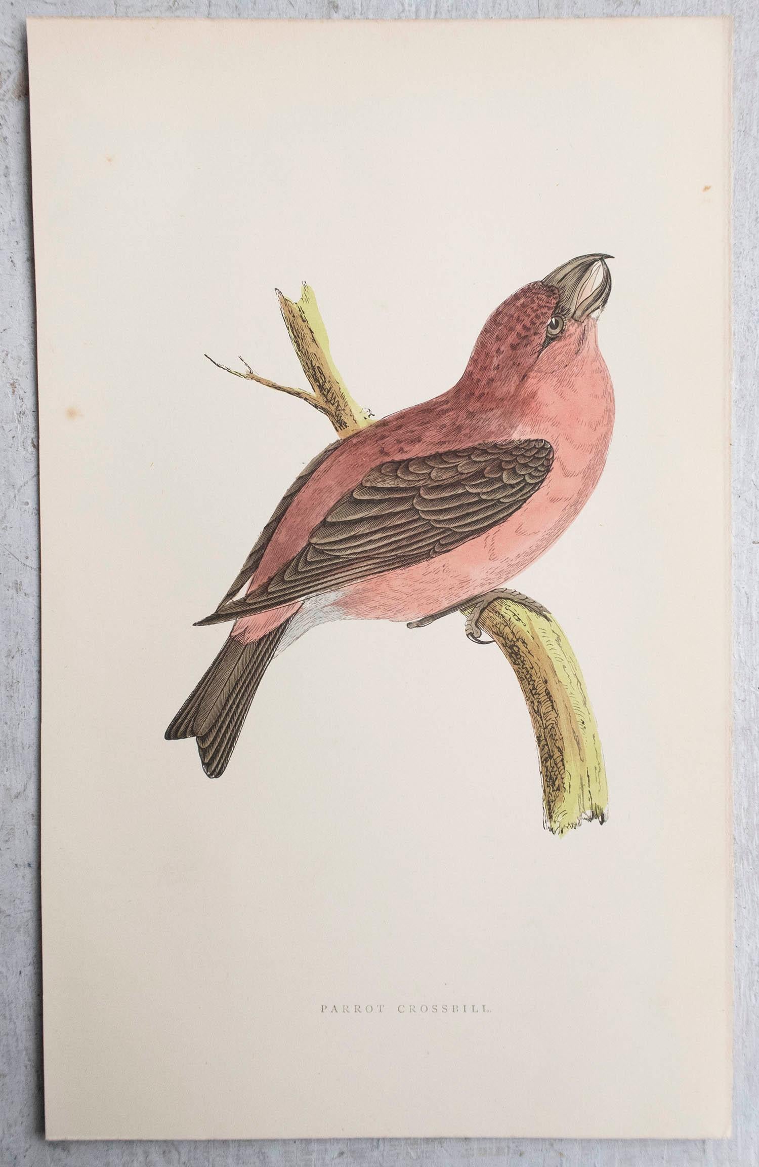 Antiker Originaldruck eines Papageienkreuzschnabels, um 1880, 'ungerahmt'. (Volkskunst) im Angebot