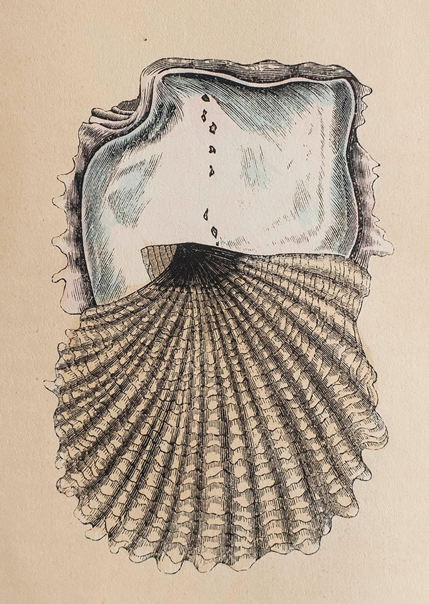 Toller Druck einer Perlenauster

Lithographie

Original-Handfarbe

Veröffentlicht, um 1850

Ungerahmt.



