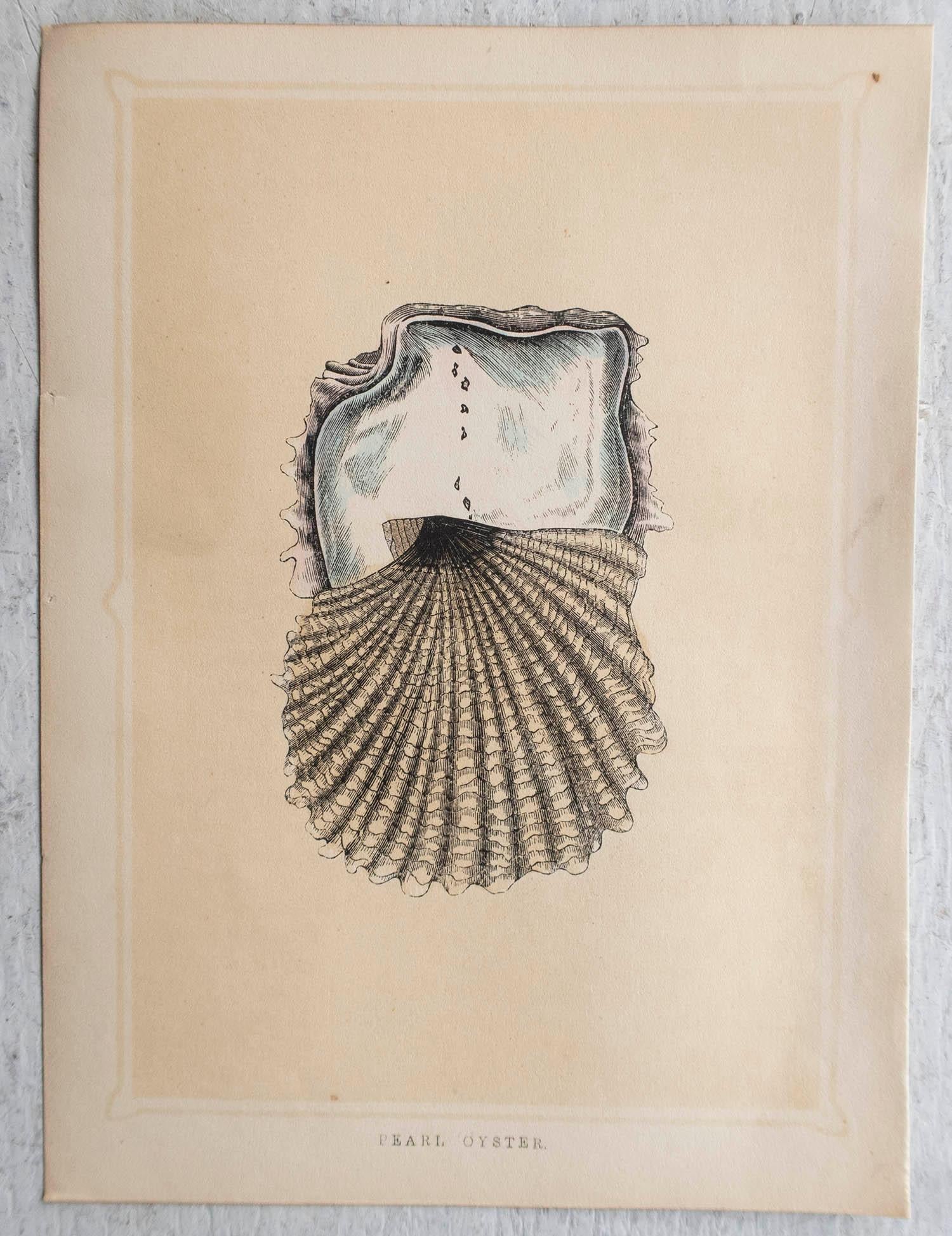 Victorian  Original Antique Print of A Pearl Oyster, circa 1850 For Sale