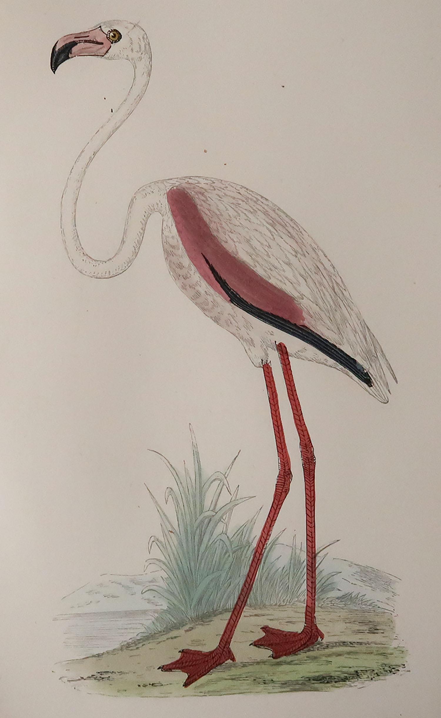 Great image of pink flamingo.

Unframed. It gives you the option of perhaps making a set up using your own choice of frames.

Lithograph after Alexander Francis Lydon.

Original colour

Published, C.1880

Free shipping.




