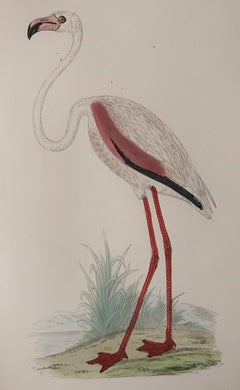Original Antique Print of A Pink Flamingo. C.1880. 'Unframed'