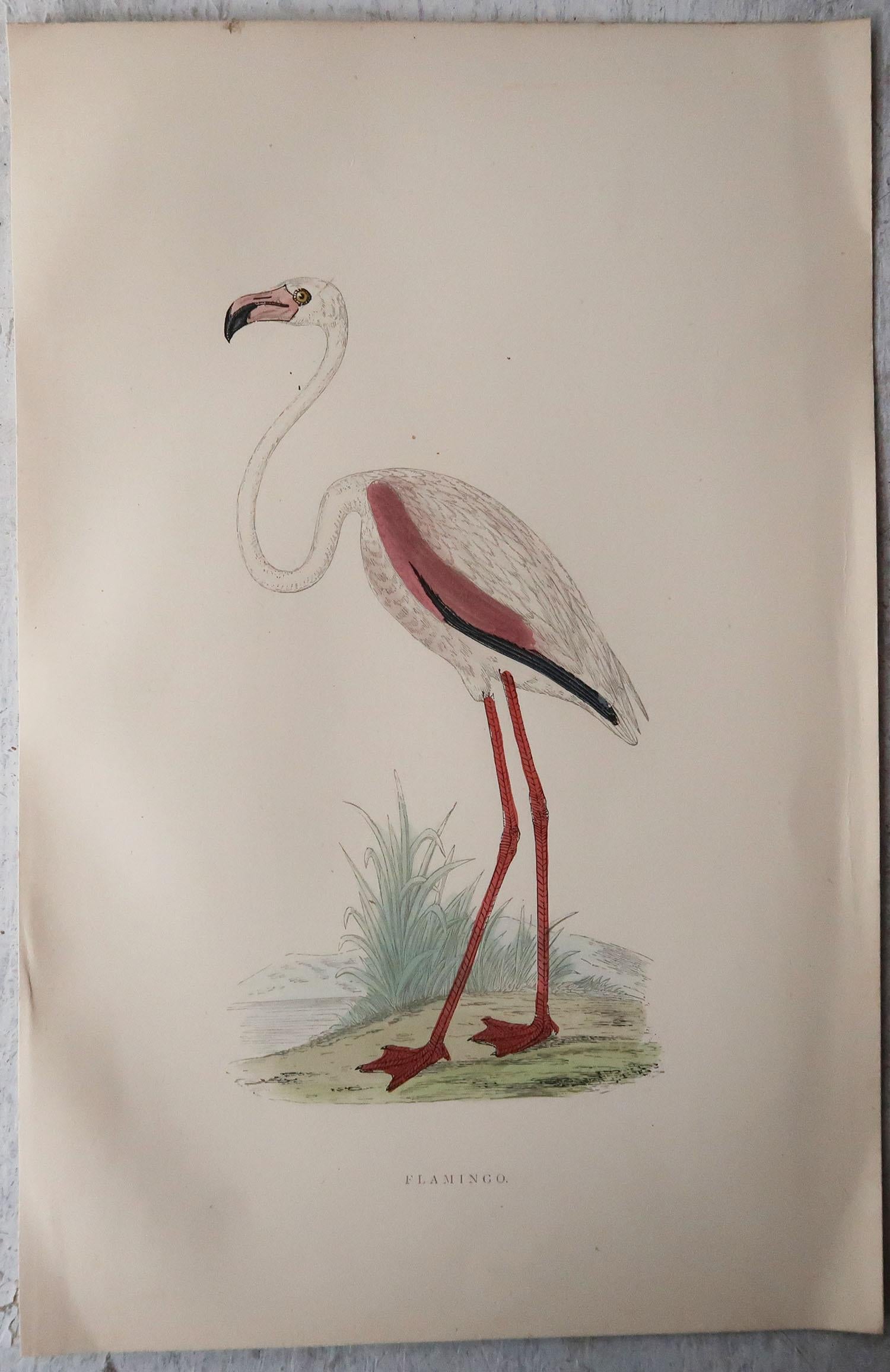 Folk Art Original Antique Print of A Pink Flamingo. C.1880. 'Unframed'