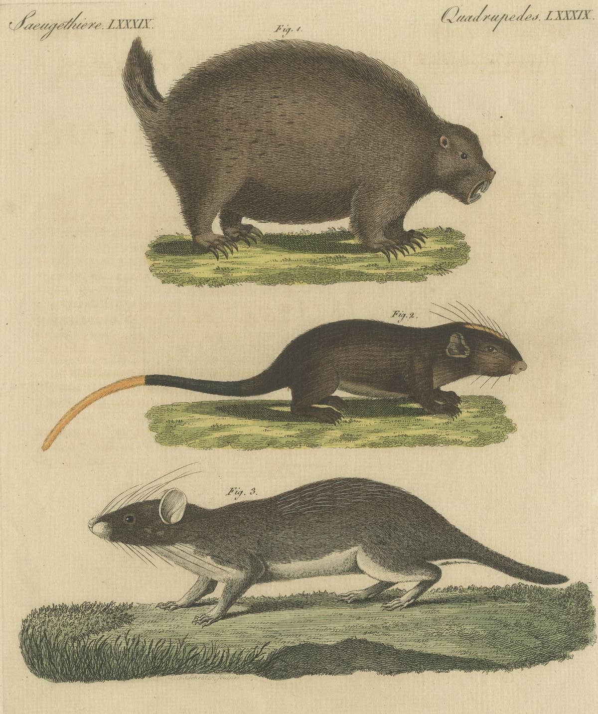 Original Antique Print of a Porcupine and other large Rodents