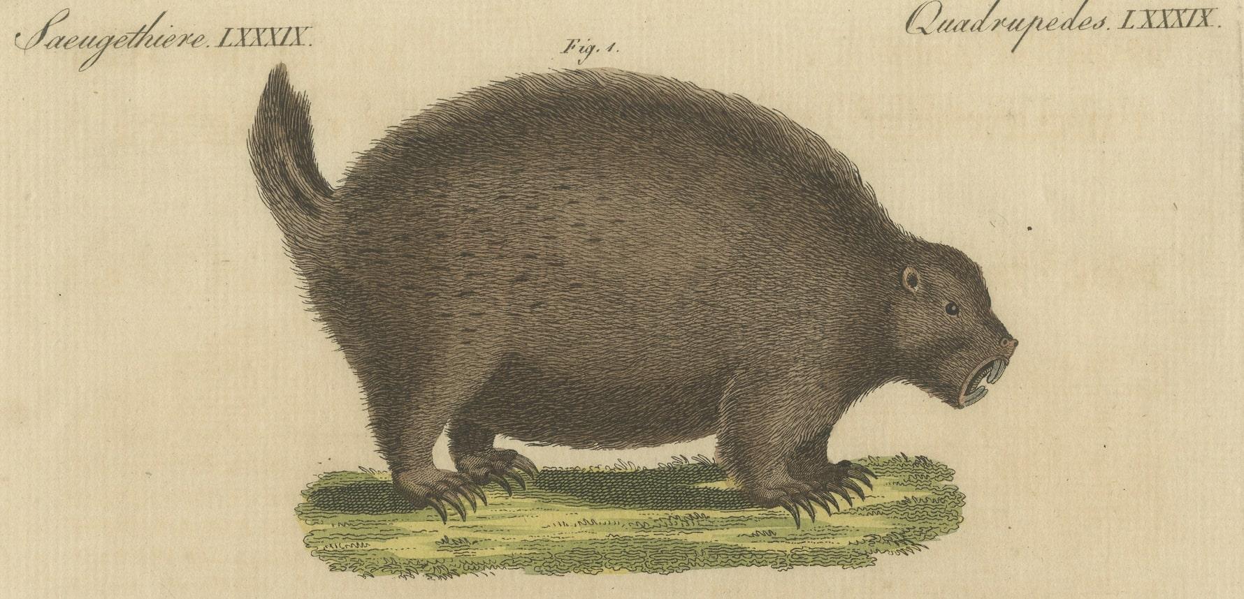 Original Antique Print of a Porcupine and other large Rodents In Good Condition For Sale In Langweer, NL
