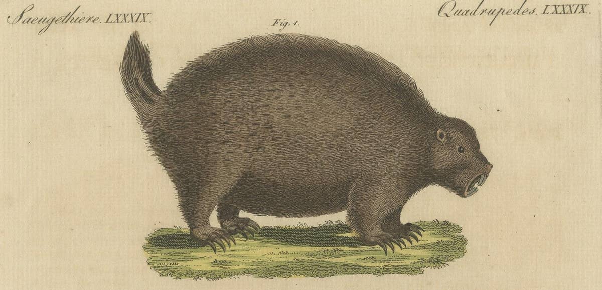 Original Antique Print of a Porcupine and other large Rodents