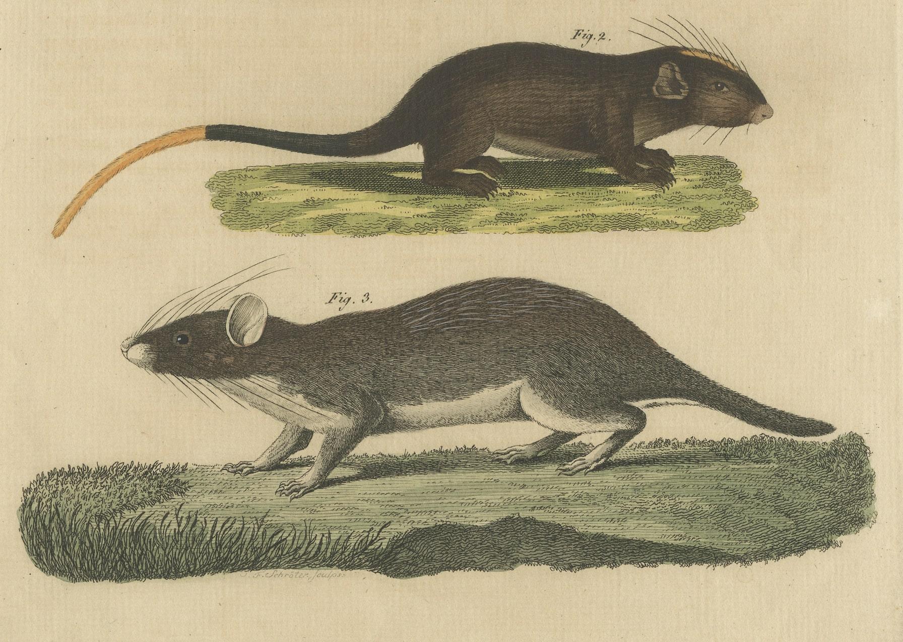 19th Century Original Antique Print of a Porcupine and other large Rodents For Sale