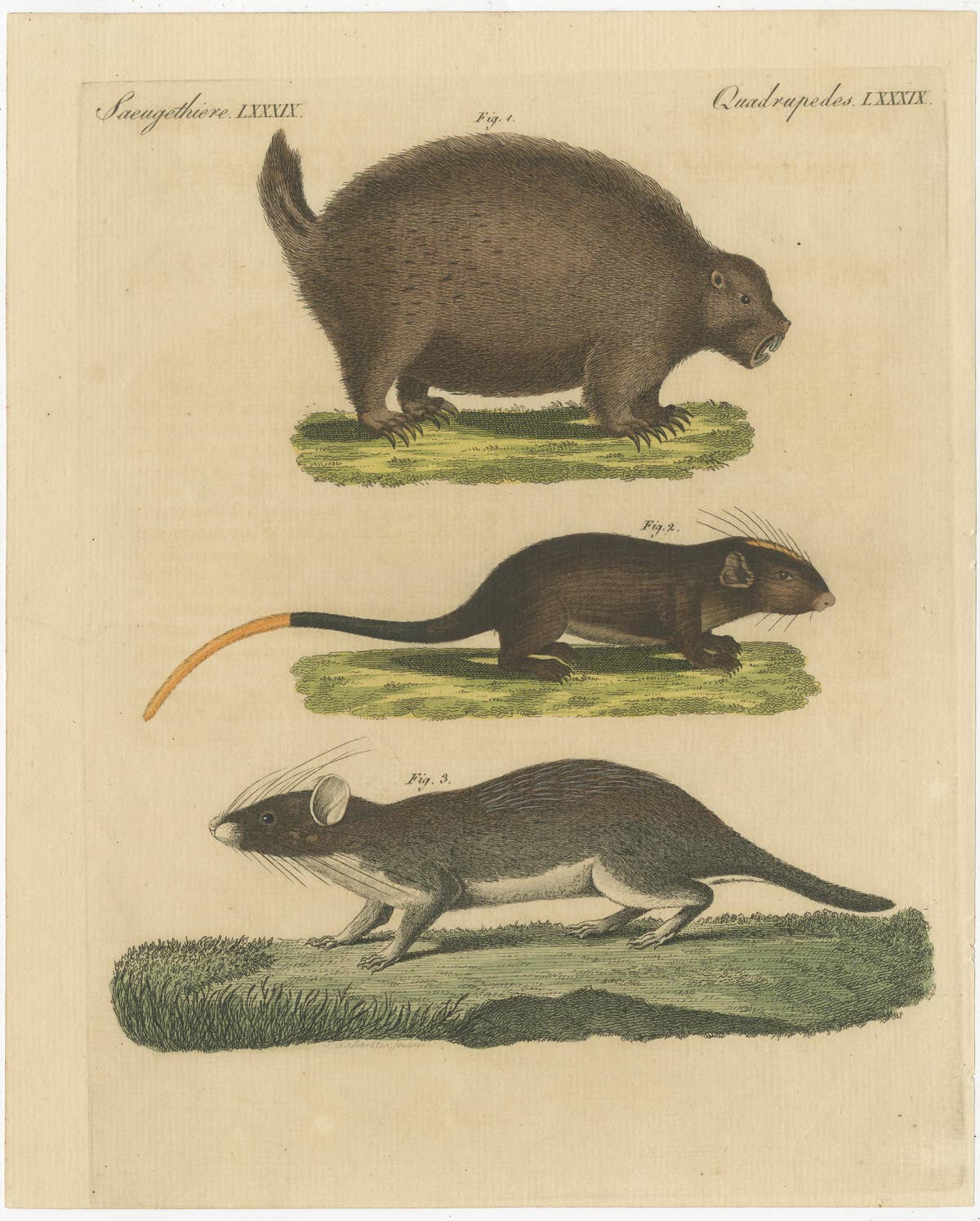 Original Antique Print of a Porcupine and other large Rodents