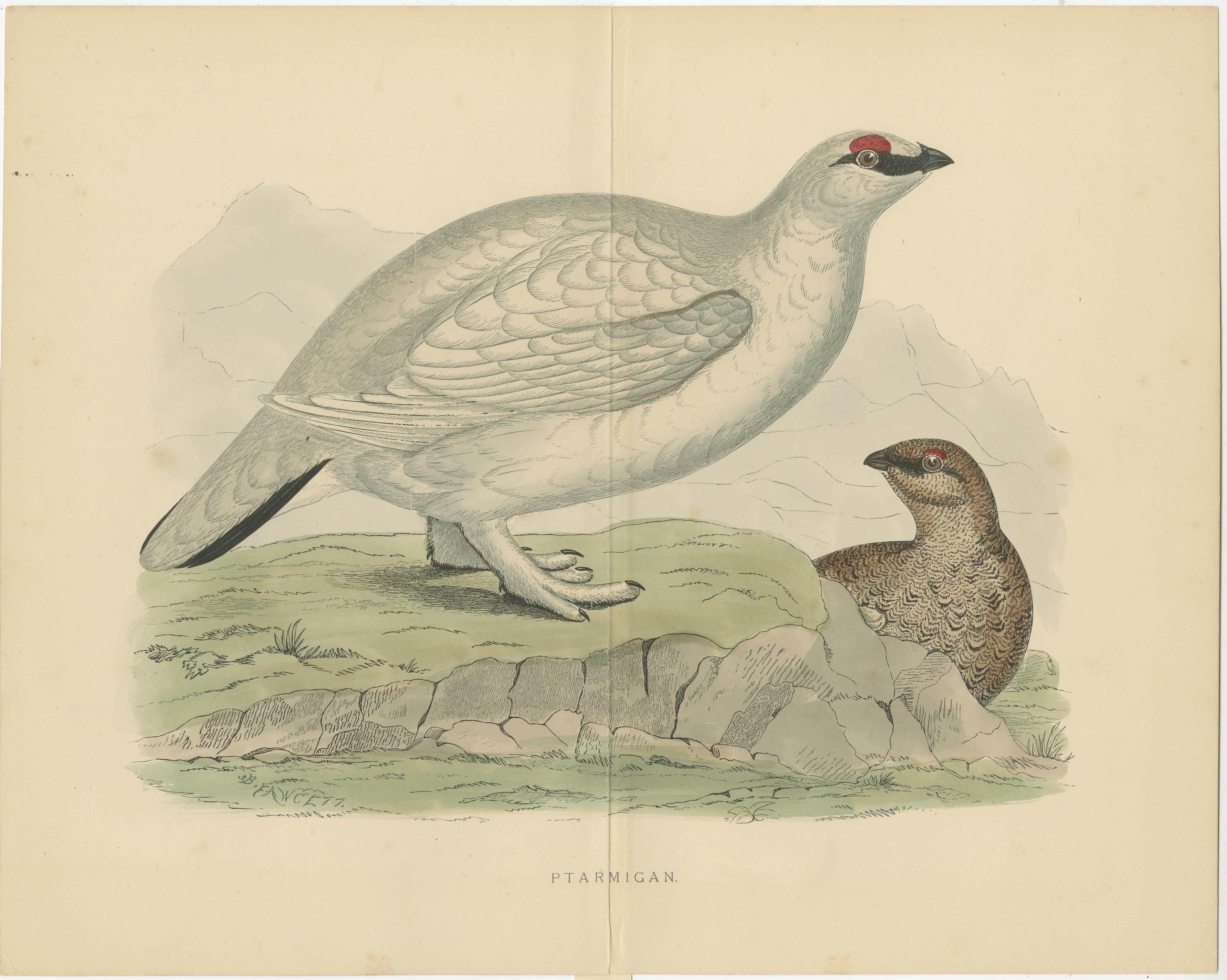 Gravure ancienne intitulée 'Ptarmigan'. Gravure originale d'un lagopède. Cette impression provient de 
