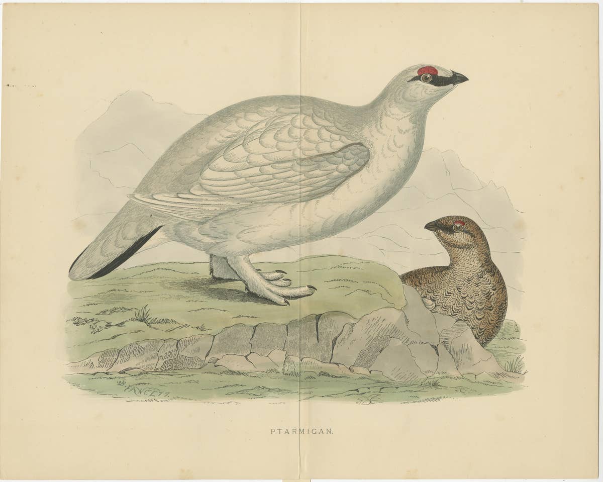 Original Antique Print of a Ptarmigan 'with centre fold'