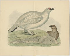 Original Antique Print of a Ptarmigan 'with centre fold'