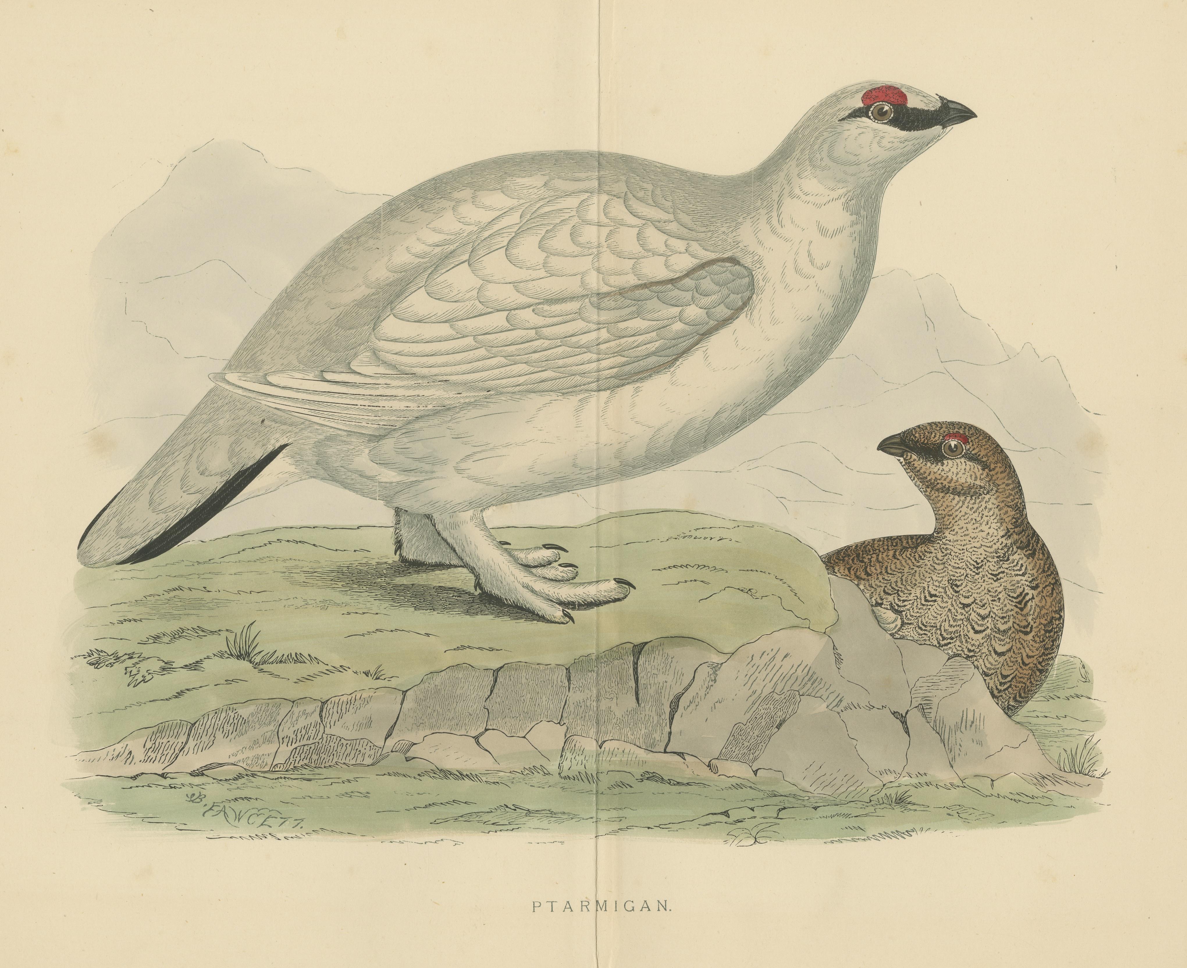 Impression d'origine ancienne d'un Ptarmigan (avec pli central) Bon état - En vente à Langweer, NL