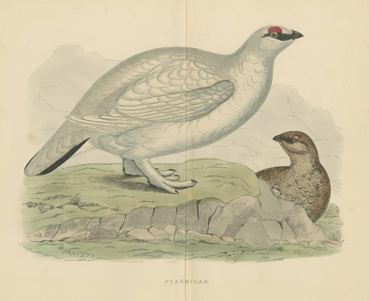 Original Antique Print of a Ptarmigan 'with centre fold'