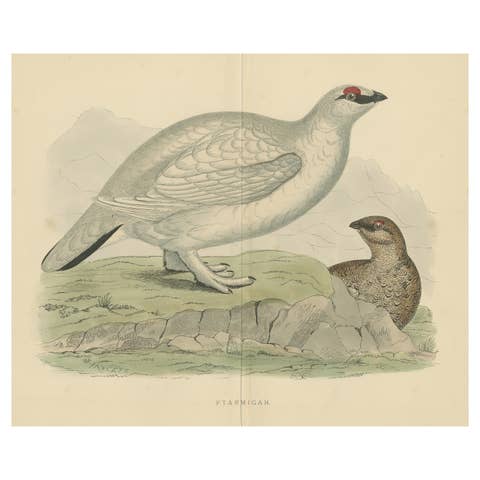 Original Antique Print of a Ptarmigan 'with centre fold'