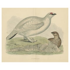 Original Antique Print of a Ptarmigan 'with centre fold'