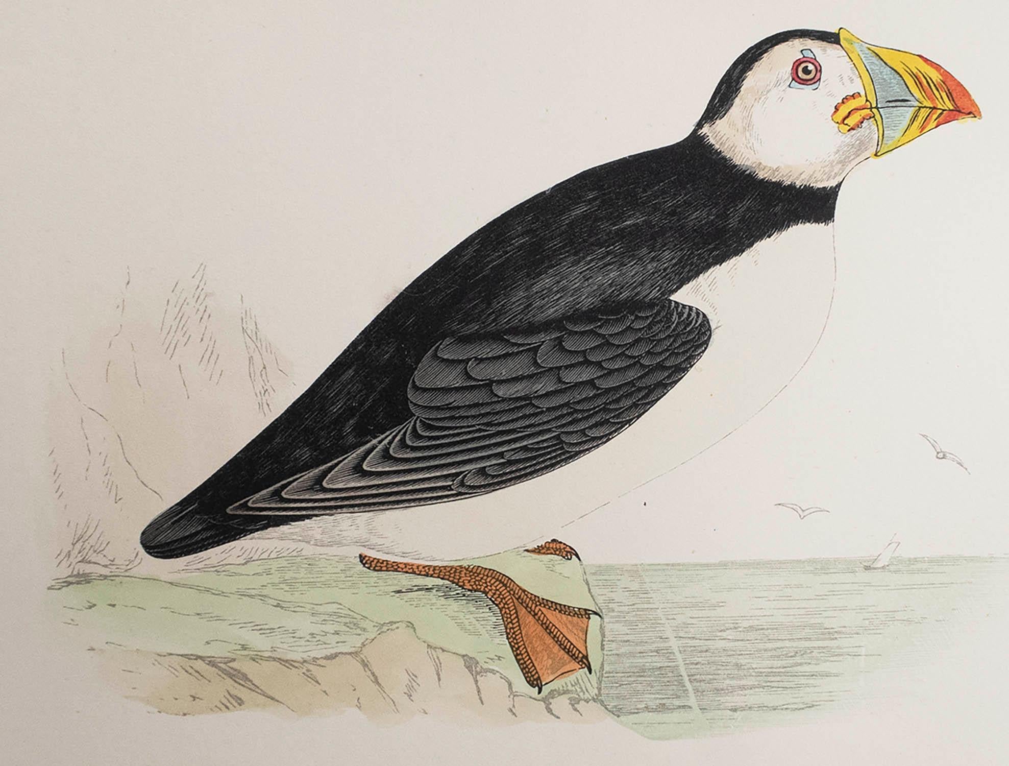 Great image of a Puffin

Unframed. It gives you the option of perhaps making a set up using your own choice of frames.

Lithograph after Alexander Francis Lydon.

Original color

Published, circa 1880

The measurement is the paper size

Free