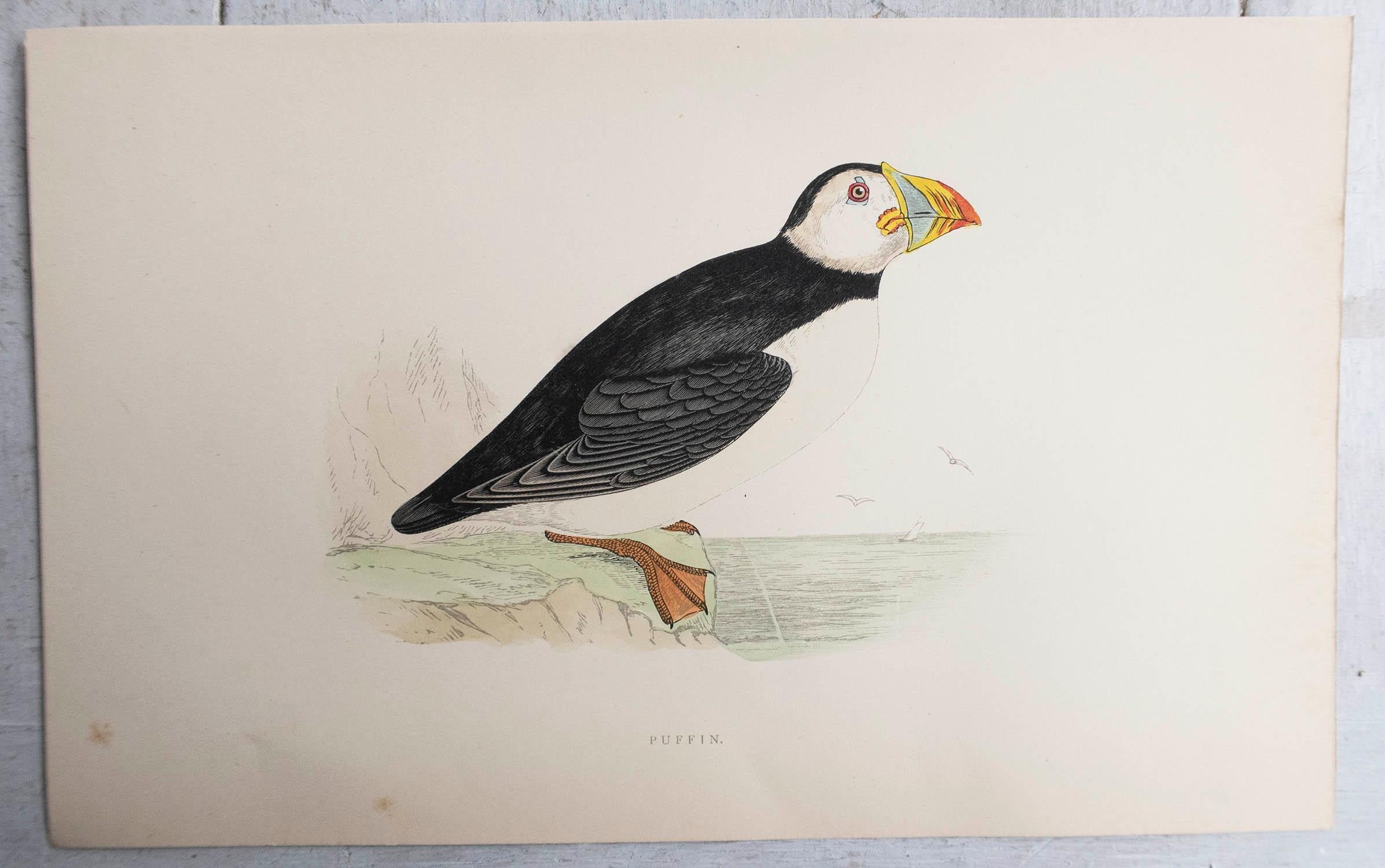 Folk Art Original Antique Print of a Puffin, circa 1880, 'Unframed'