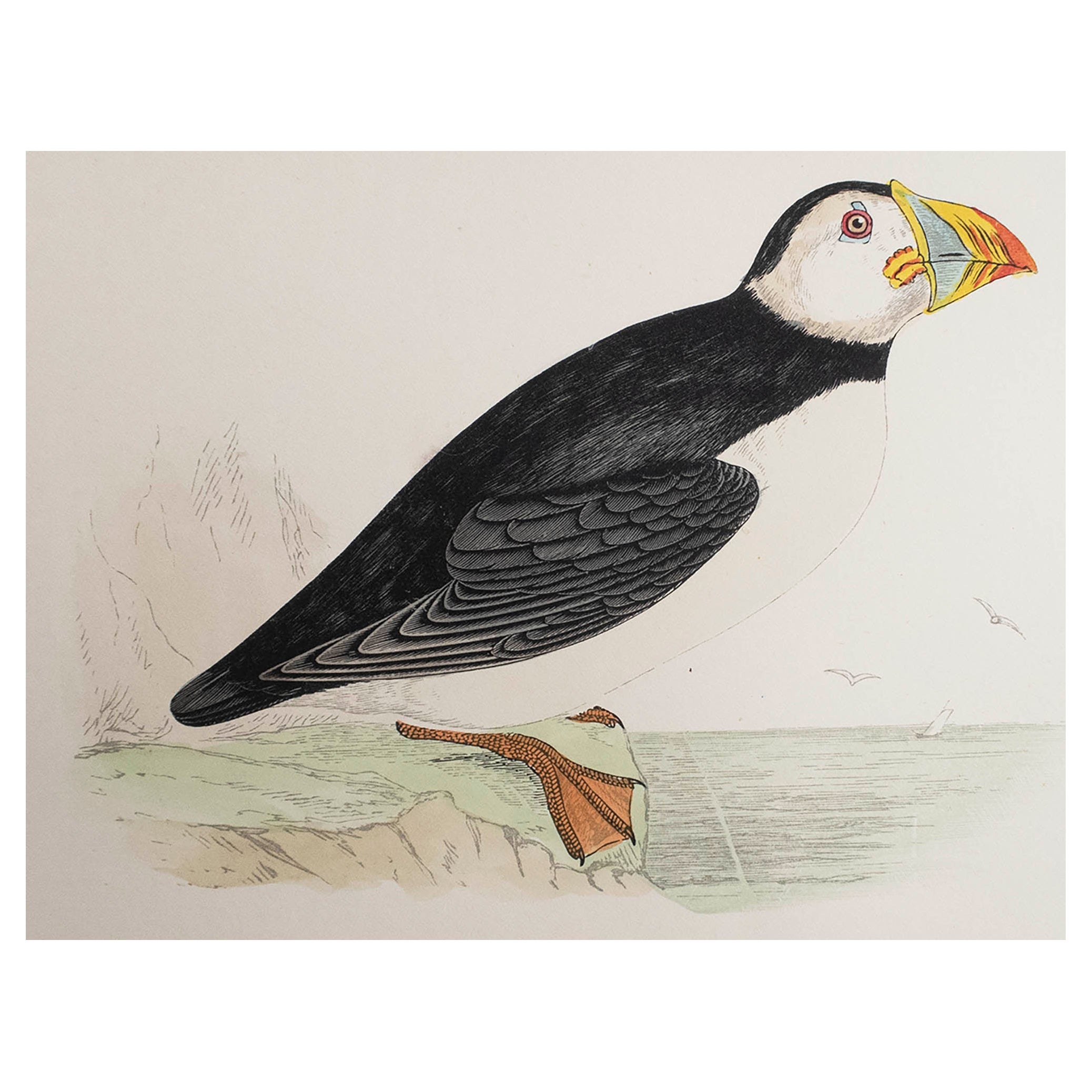 Original Antique Print of a Puffin, circa 1880, 'Unframed'