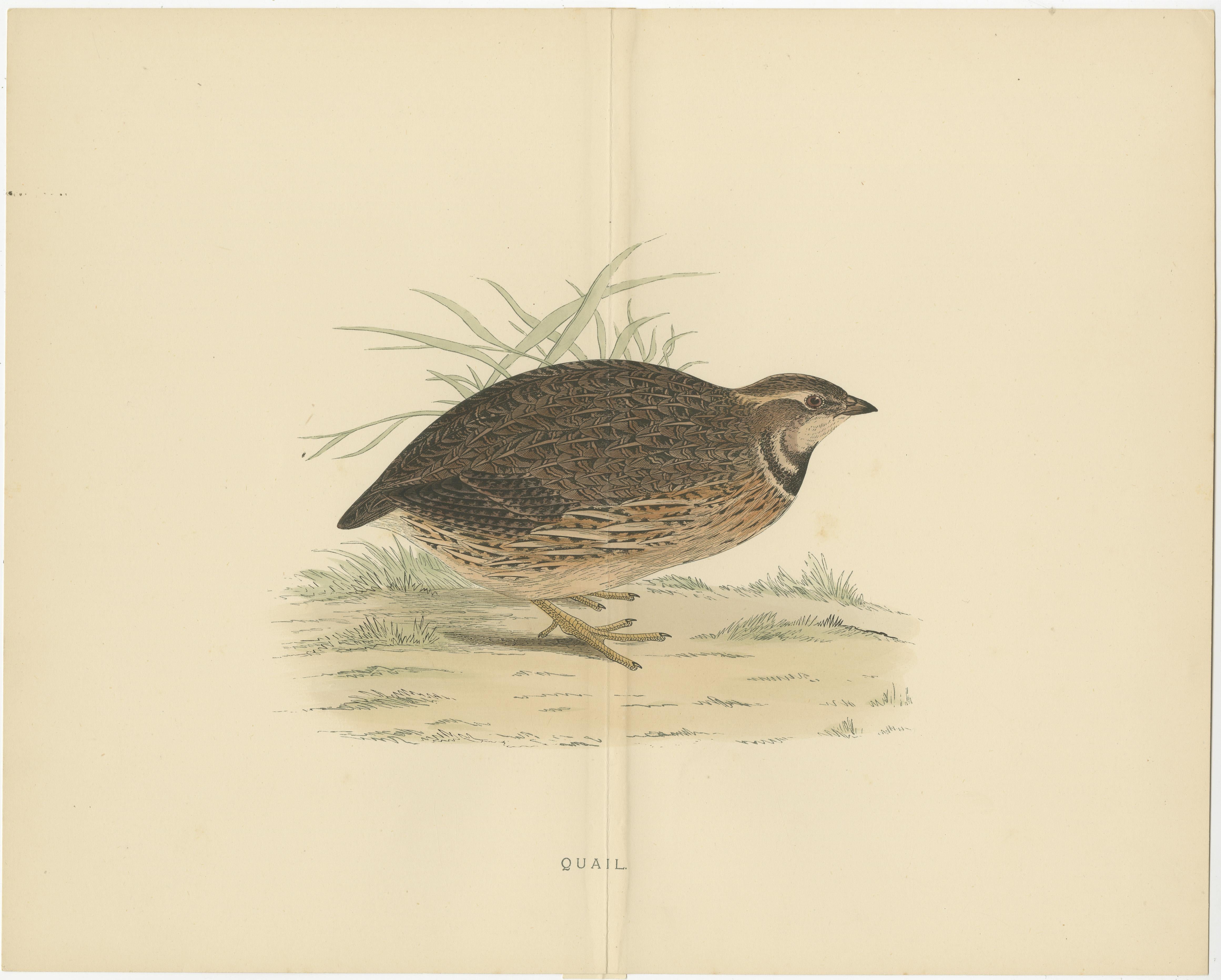 Antique print titled 'Quail'. Original old bird print of a quail. This print originates from 'British Game Birds and Wildfowl' by Beverly Robinson Morris. Published circa 1895.