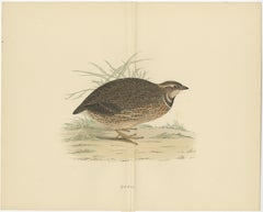 Original Antique Print of a Quail 'with Centre Fold'
