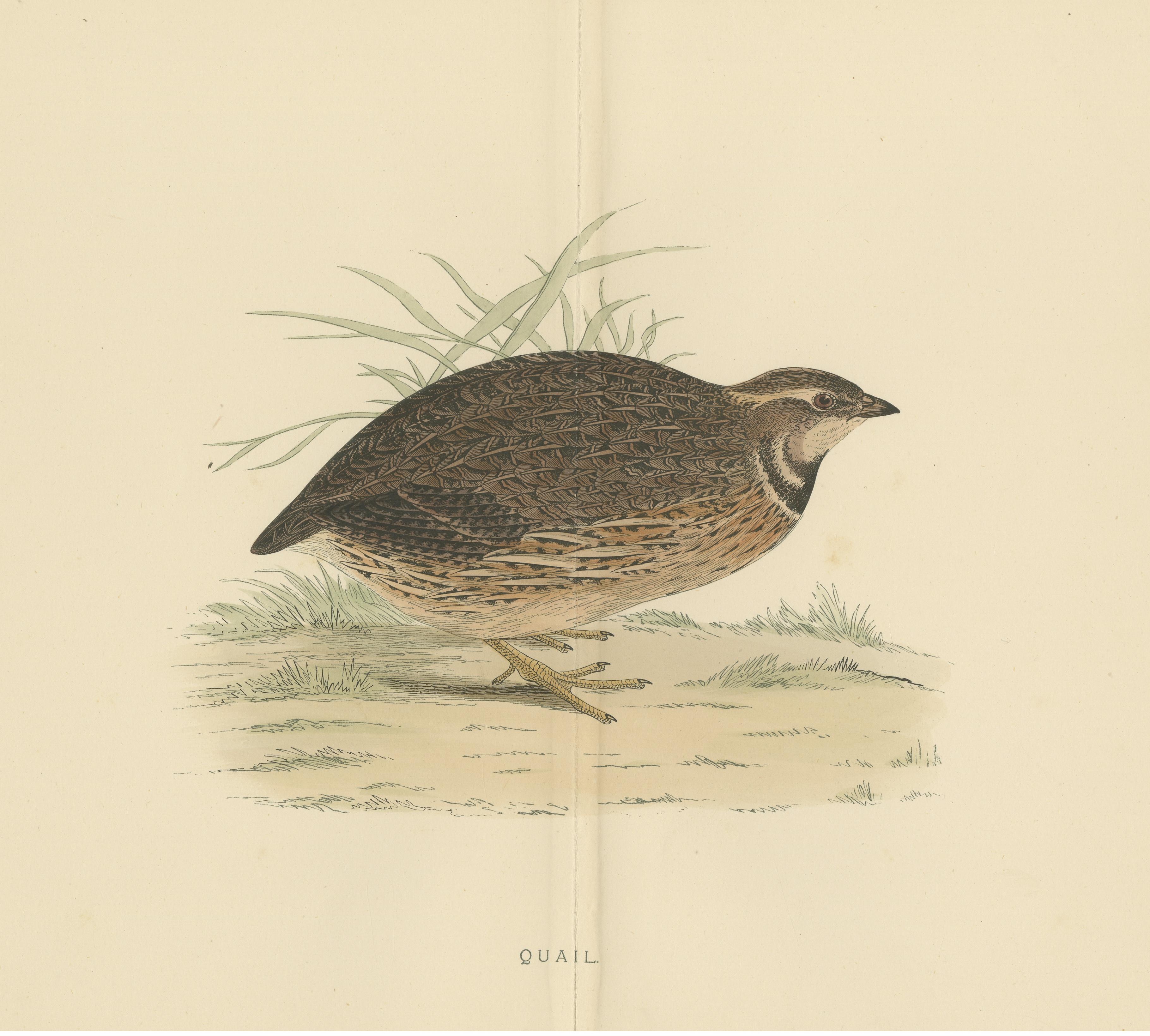 Original Antique Print of a Quail 'with Centre Fold' In Good Condition For Sale In Langweer, NL