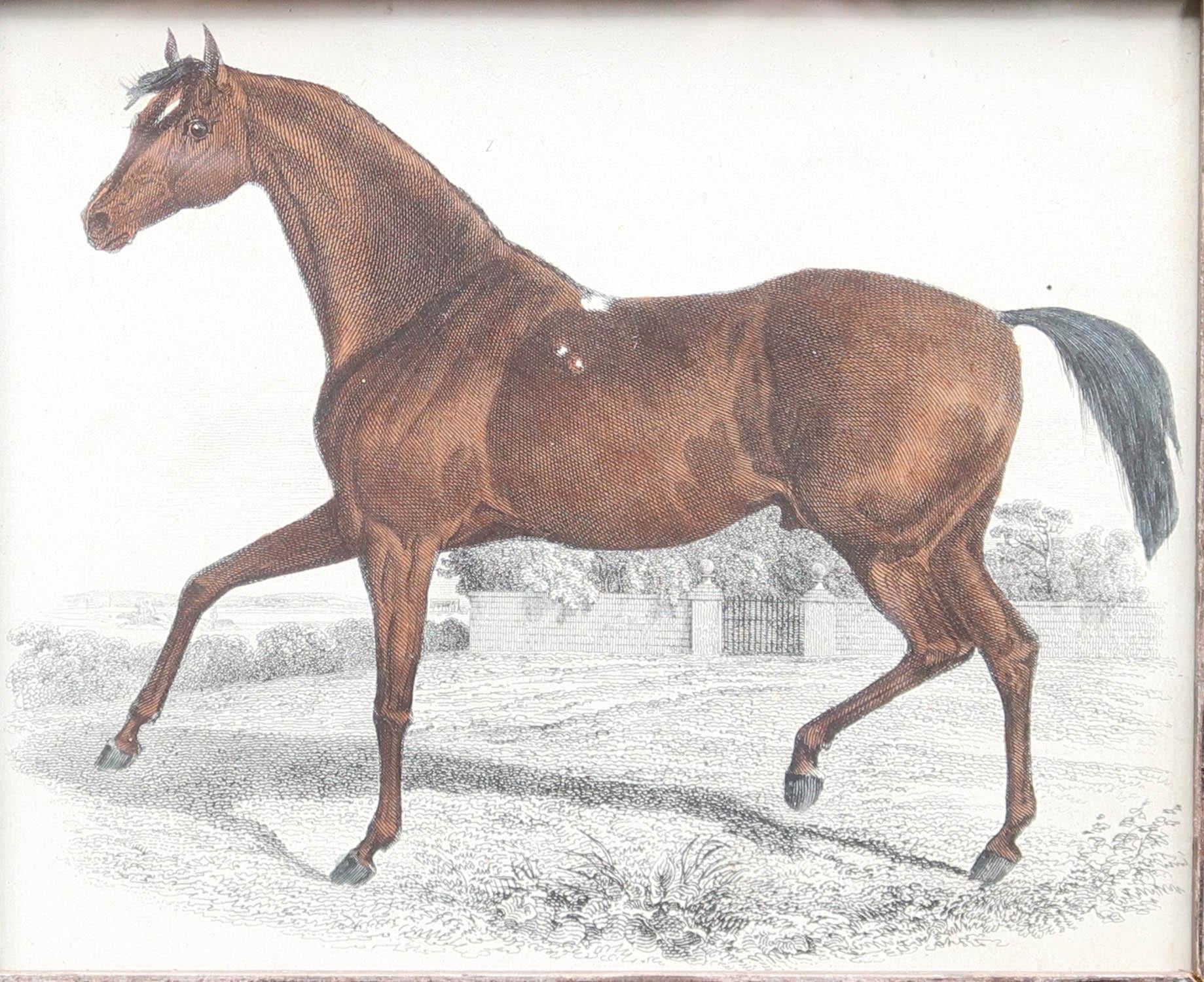Folk Art Original Antique Print of a Racehorse, 1847