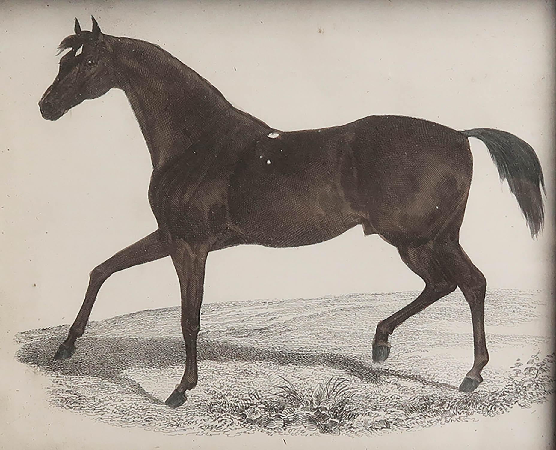 Folk Art Original Antique Print of a Racehorse, 1847