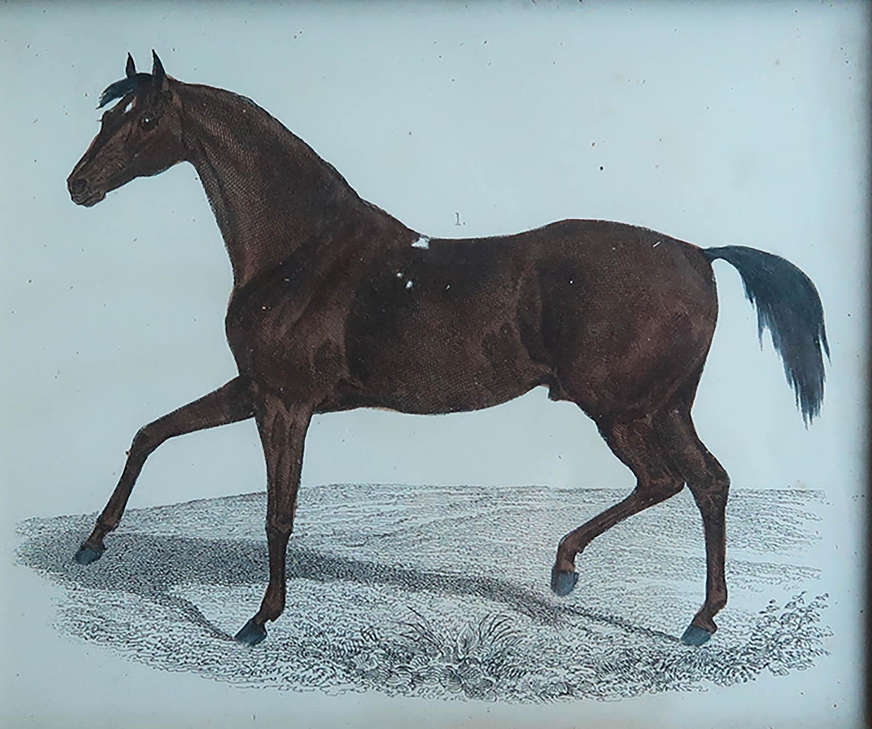 Grabado original antiguo de un caballo de carreras, 1847 Arte popular