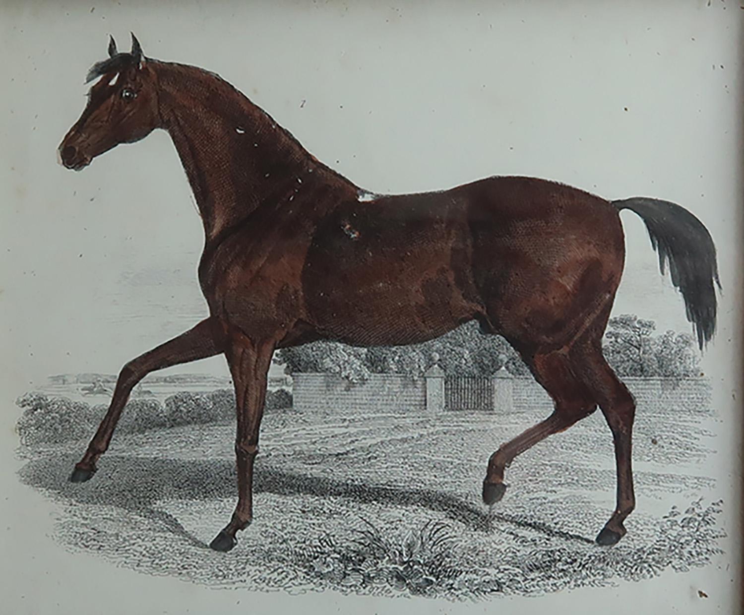 Anglais Impression originale et ancienne d'un cheval de course, 1847 en vente