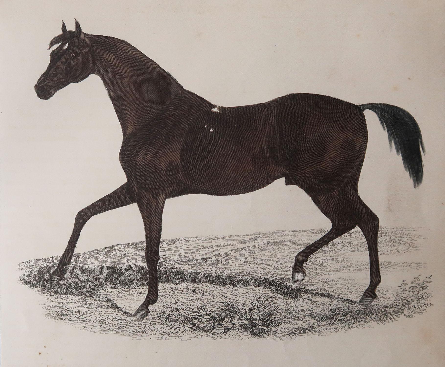 Great image of a racehorse.

Unframed. It gives you the option of perhaps making a set up using your own choice of frames.

Lithograph after George Stubbs with original hand color.

Published 1847.

Free shipping.




