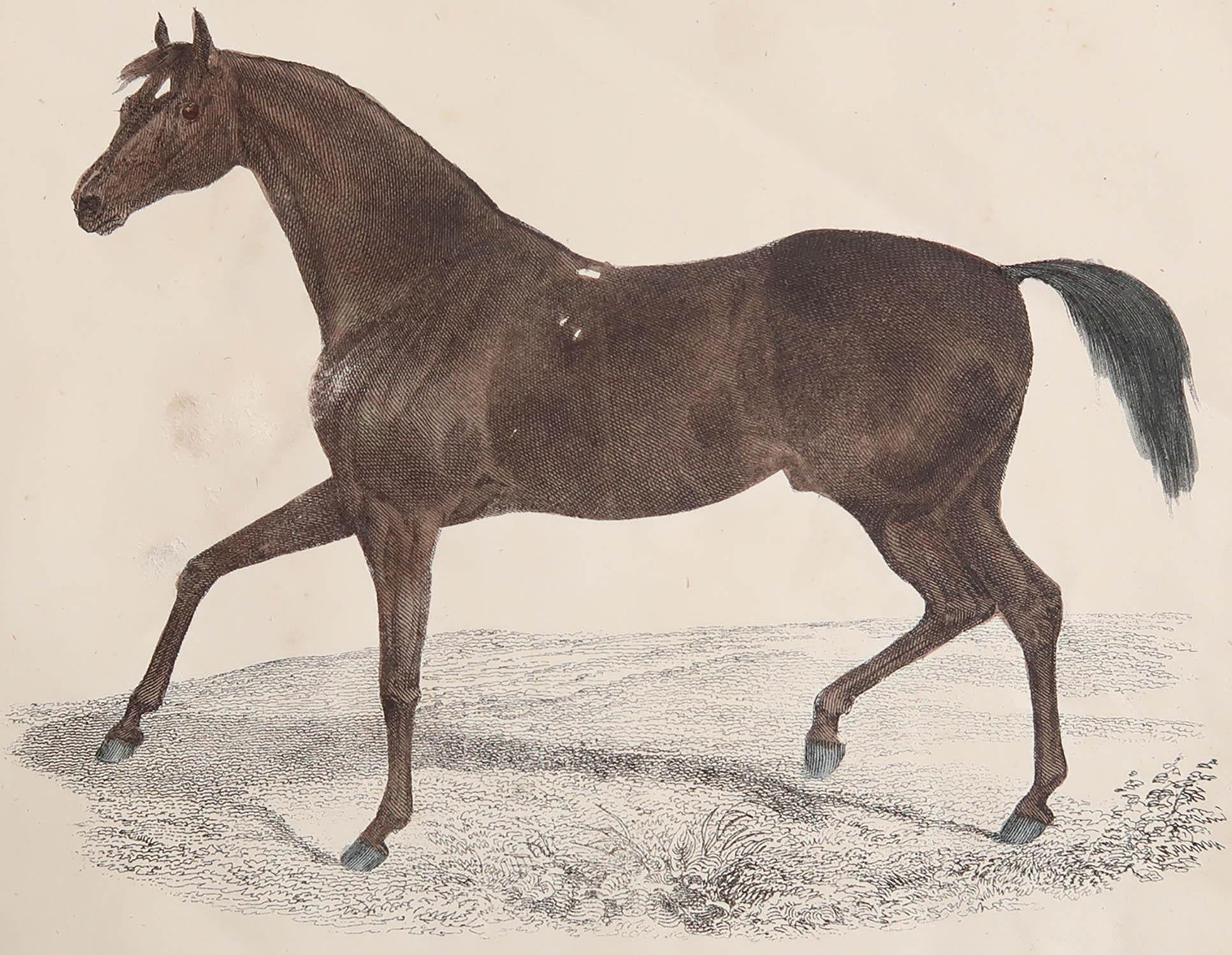 Great image of a racehorse.

Unframed. It gives you the option of perhaps making a set up using your own choice of frames.

Lithograph after George Stubbs with original hand color.

Published 1847.
 





.