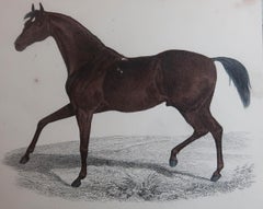 Stampa antica originale di un cavallo da corsa, 1847, senza cornice