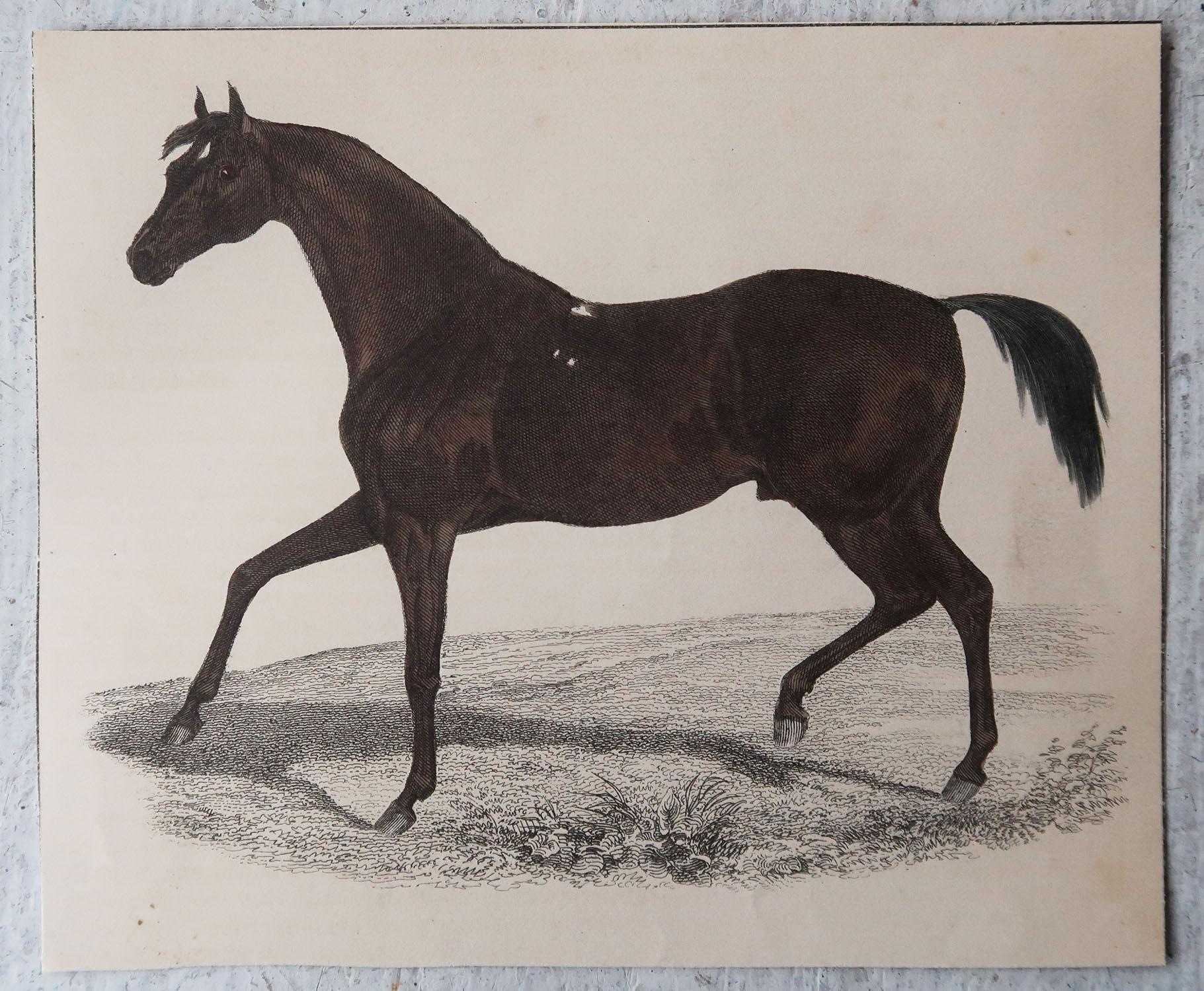 Folk Art Original Antique Print of a Racehorse, 1847 'Unframed'