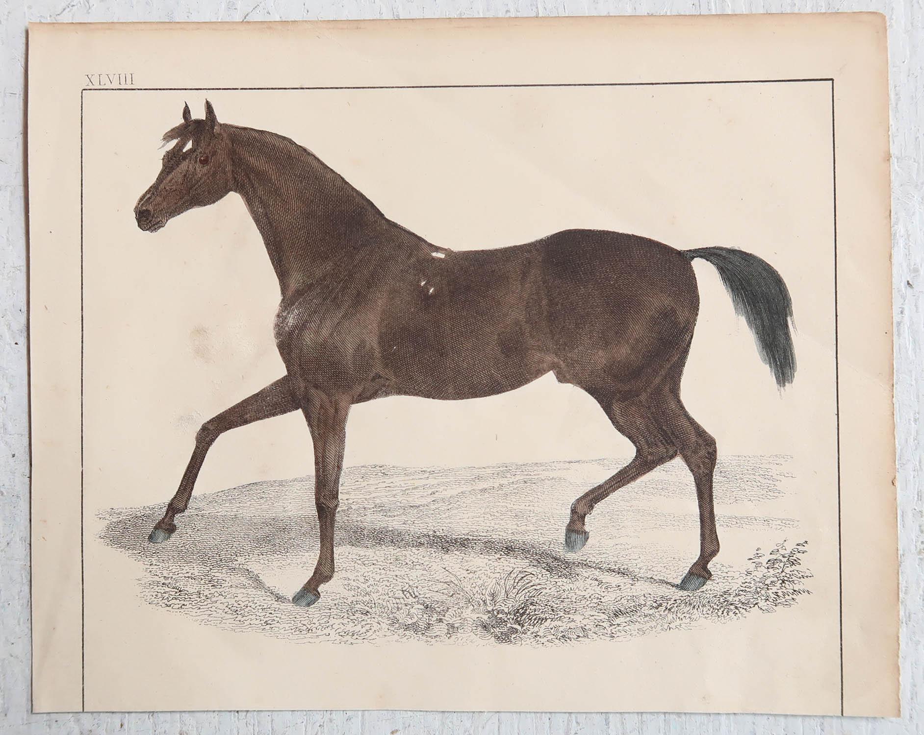 Folk Art Original Antique Print of a Racehorse, 1847 'Unframed'