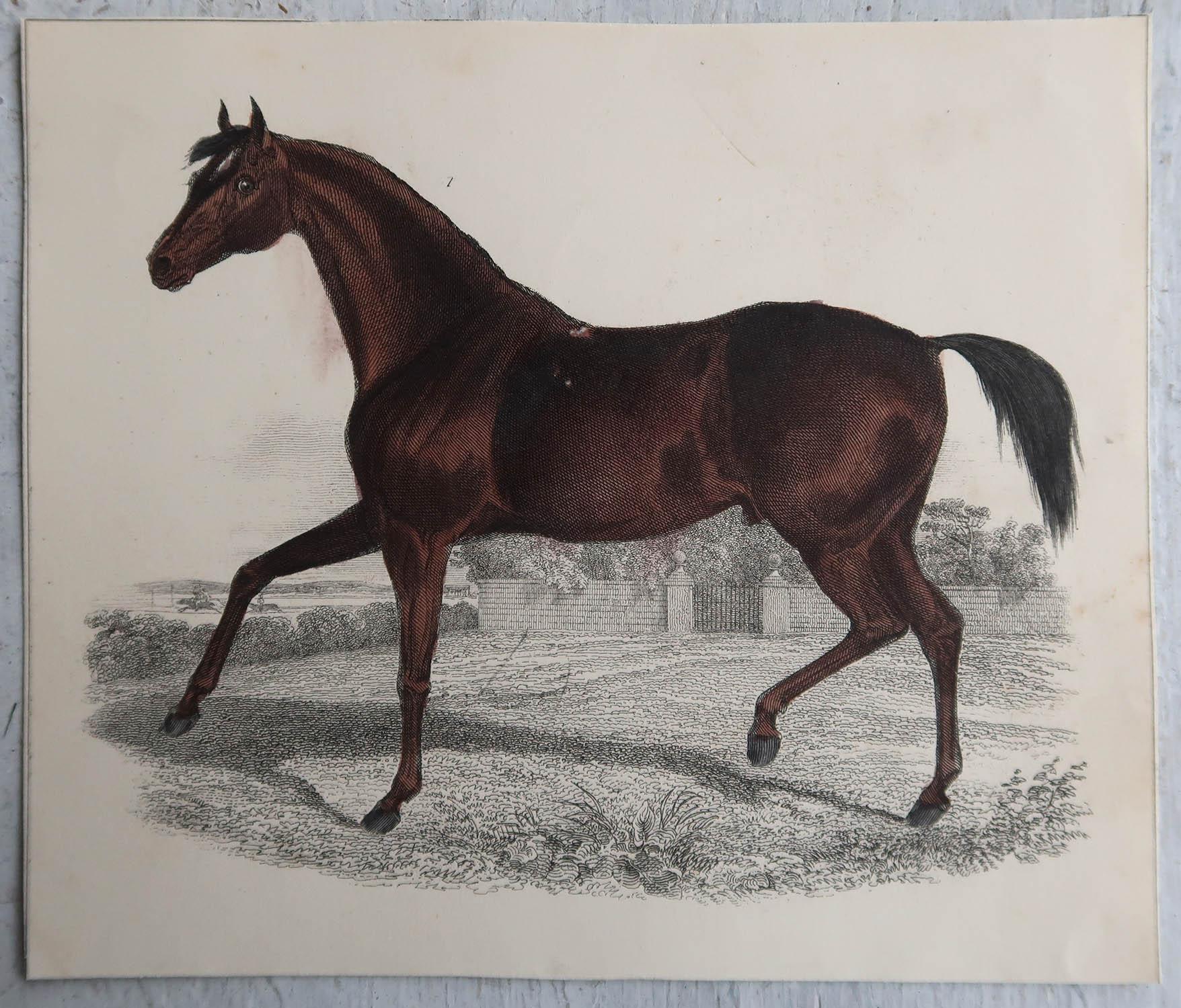 English Original Antique Print of a Racehorse, 1847 'Unframed' For Sale