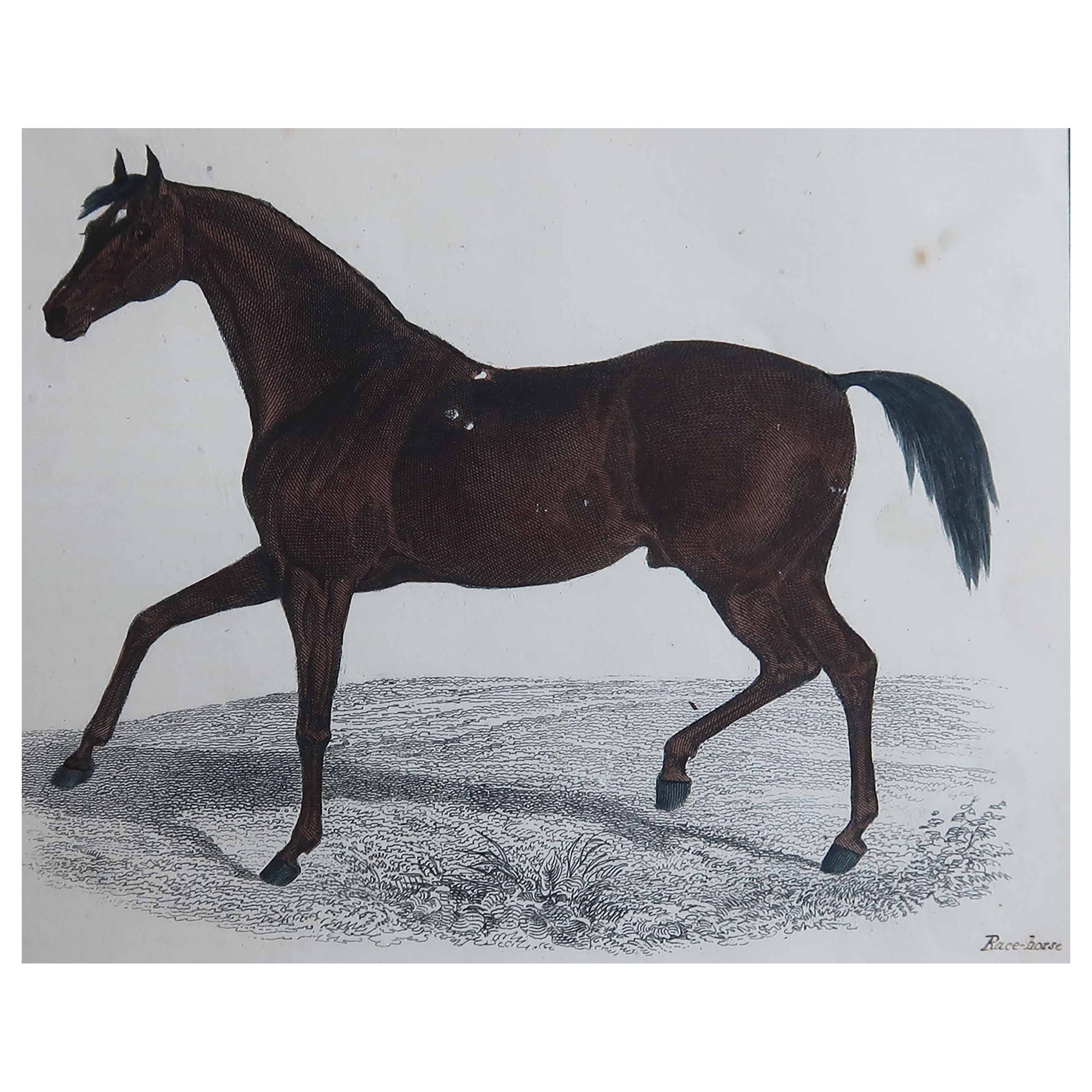 Original Antique Print of a Racehorse, 1847 'Unframed'