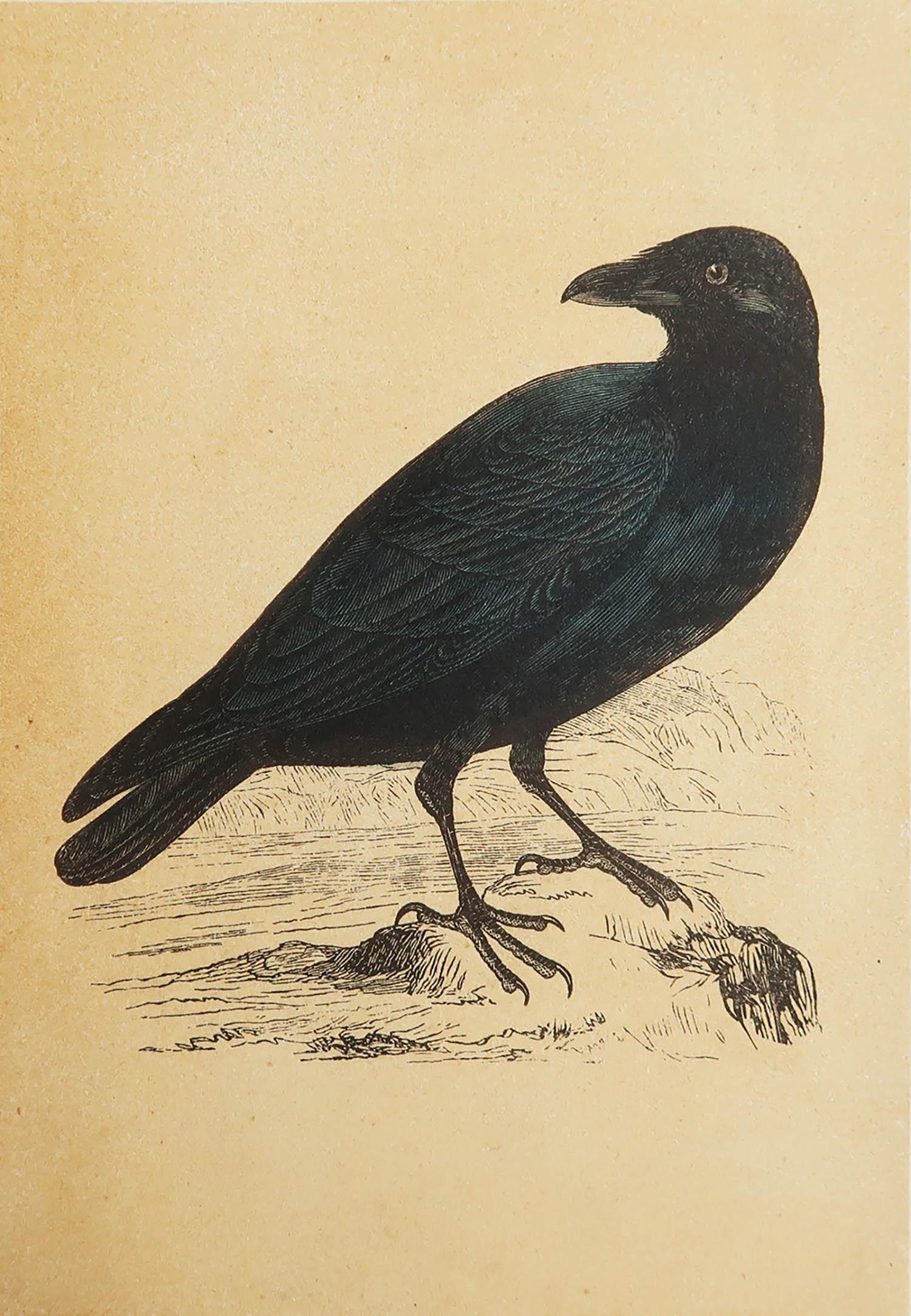 Great print of a raven

Lithograph

Original hand colour

Published, circa 1850

Unframed.



