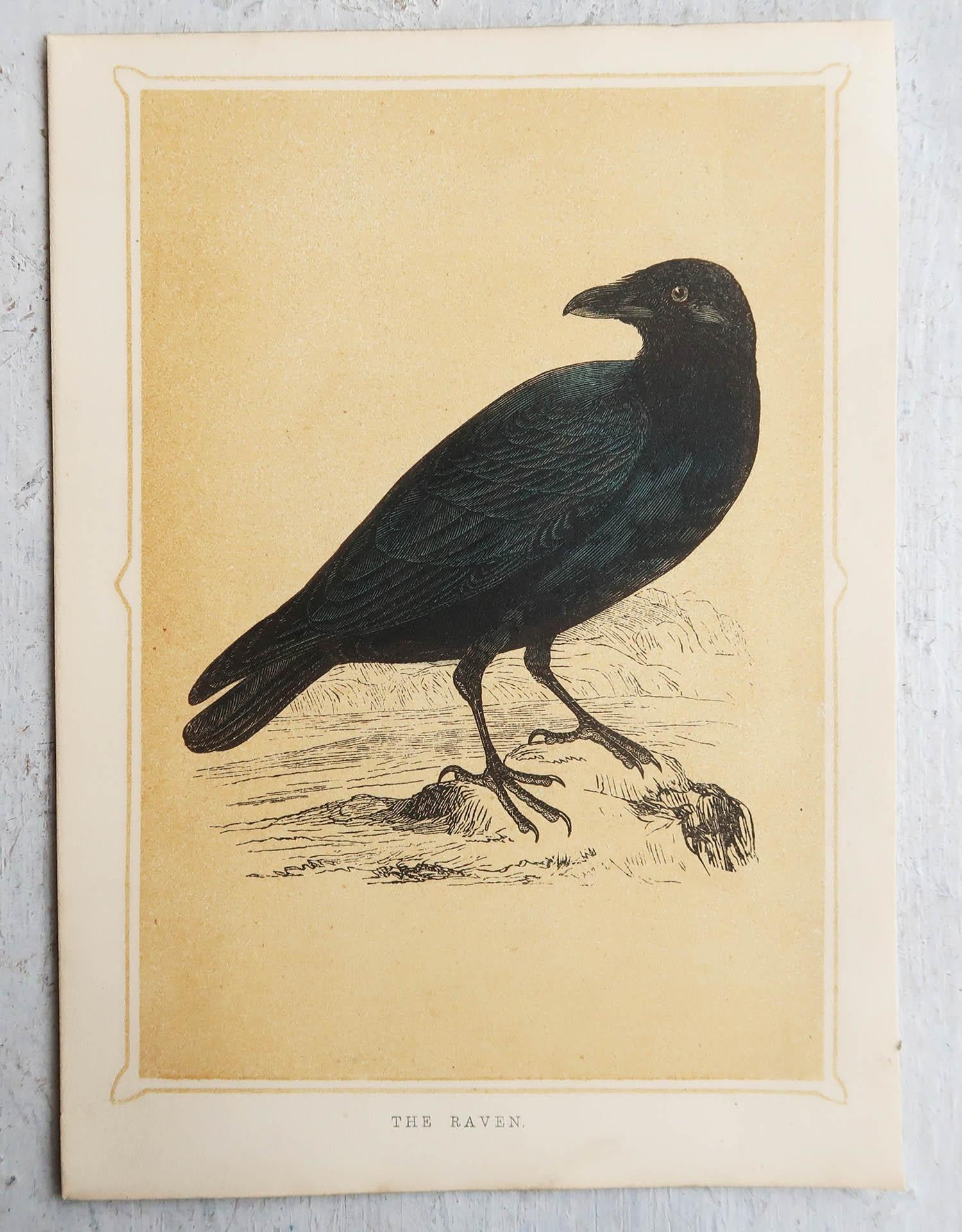 Victorian  Original Antique Print of A Raven, circa 1850