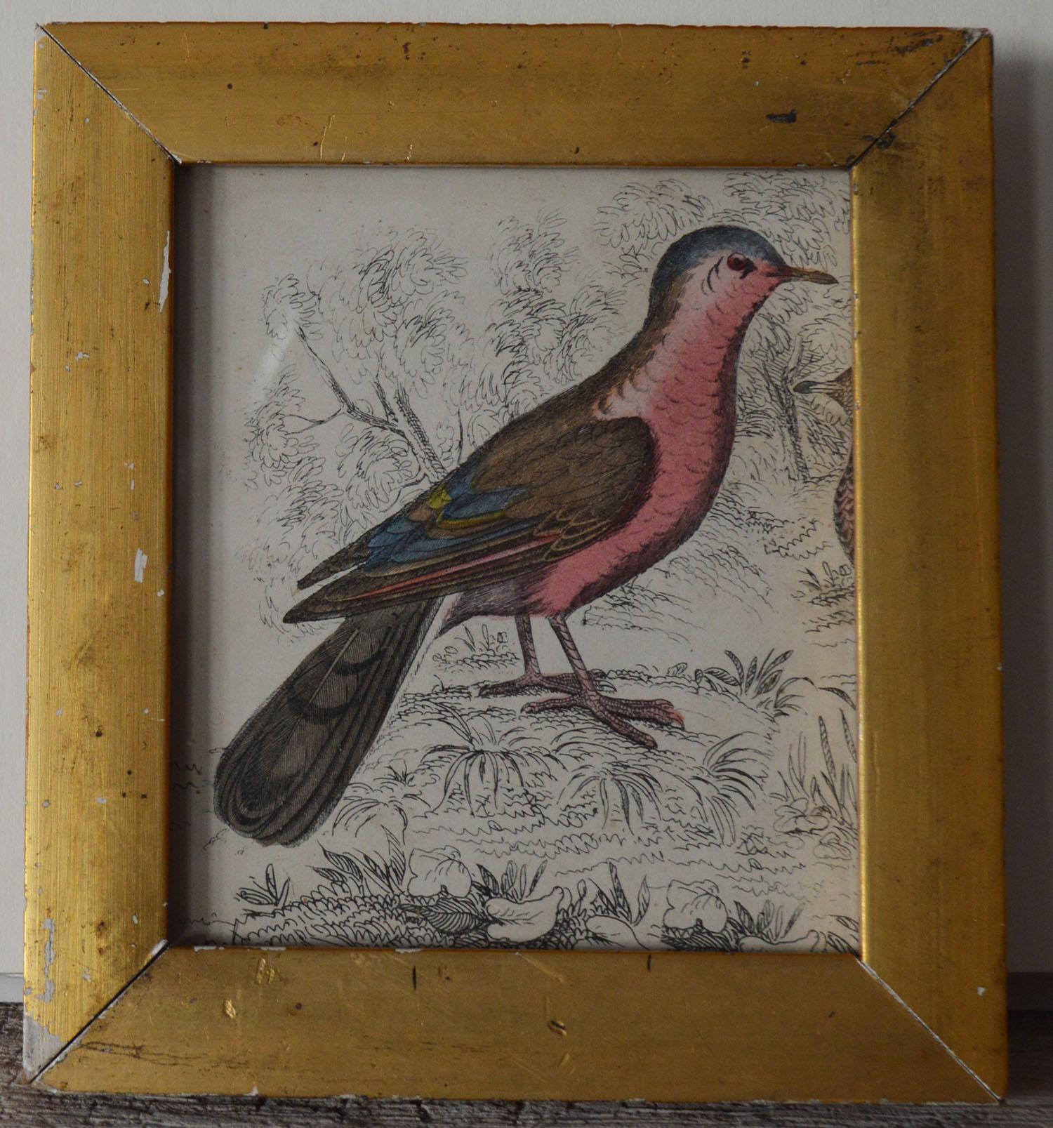 Great image of a red bird presented in a distressed antique gilt frame.

Lithograph after Cpt. brown with original hand color.

Published 1847.

Free shipping.
 

 