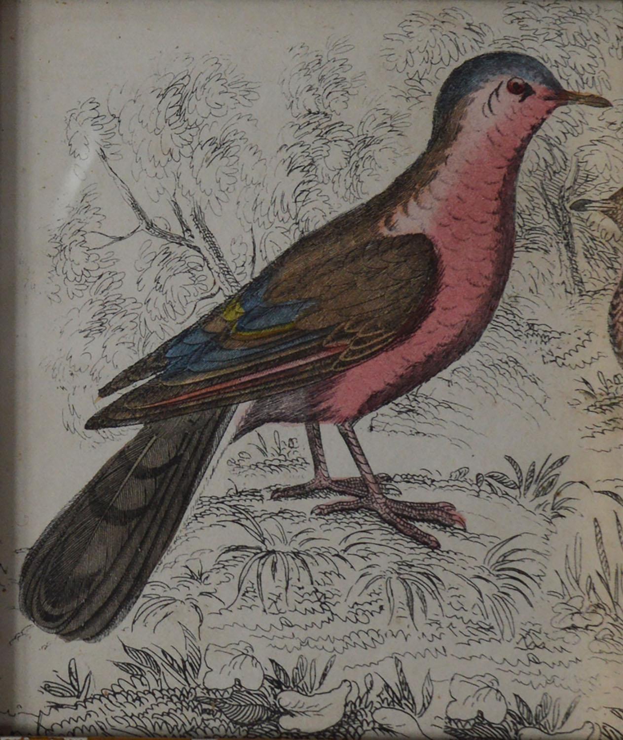 Folk Art Original Antique Print of a Red Bird, 1847