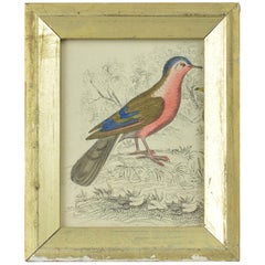 Original Antique Print of a Red Bird, 1847
