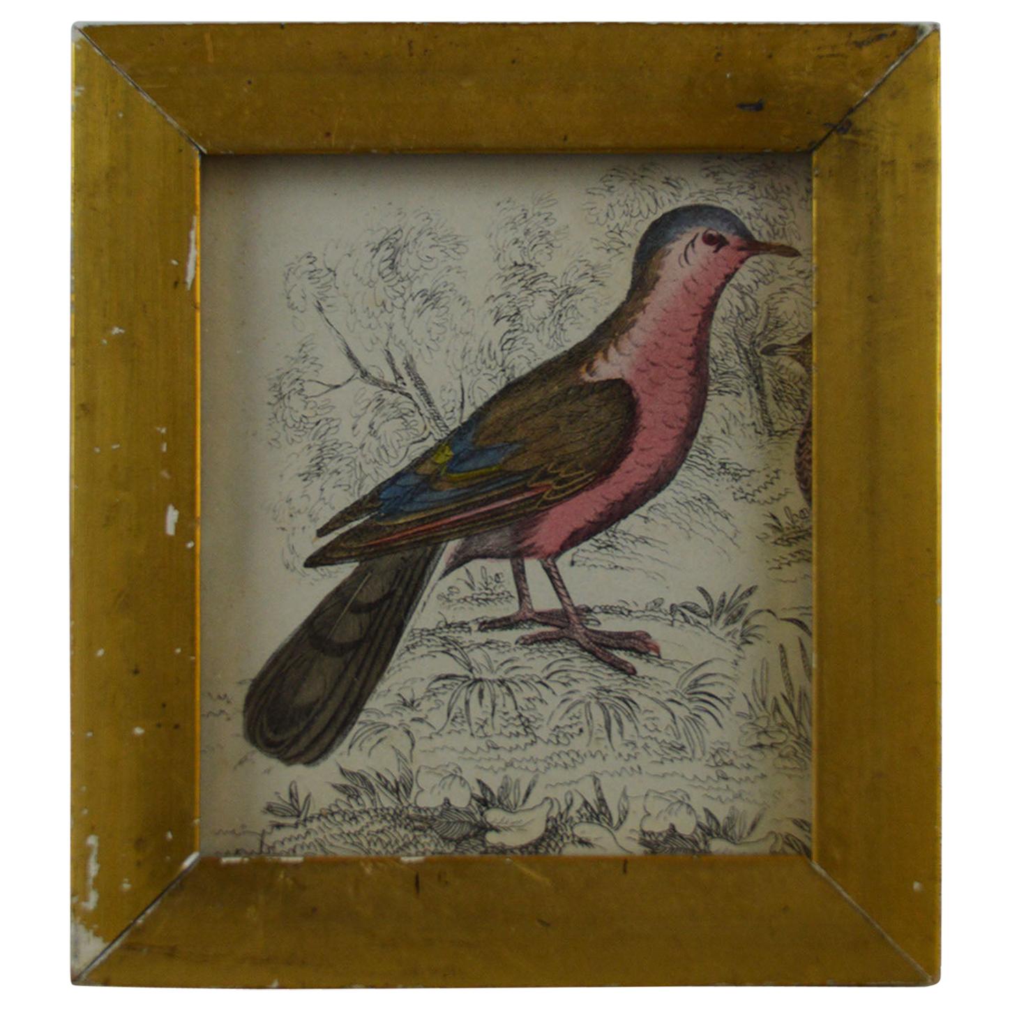Original Antique Print of a Red Bird, 1847