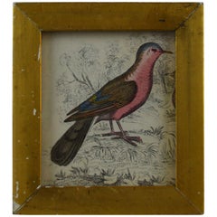 Original Antique Print of a Red Bird, 1847