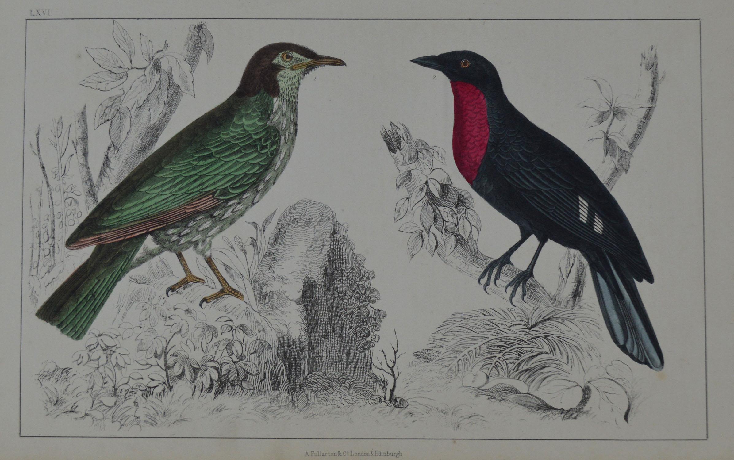 Great image of a red breasted bird and another.

I have listed several loose natural history prints in the same series.

Unframed. It gives you the option of perhaps making a set up using your own choice of frames.

Lithograph after Cpt. Brown