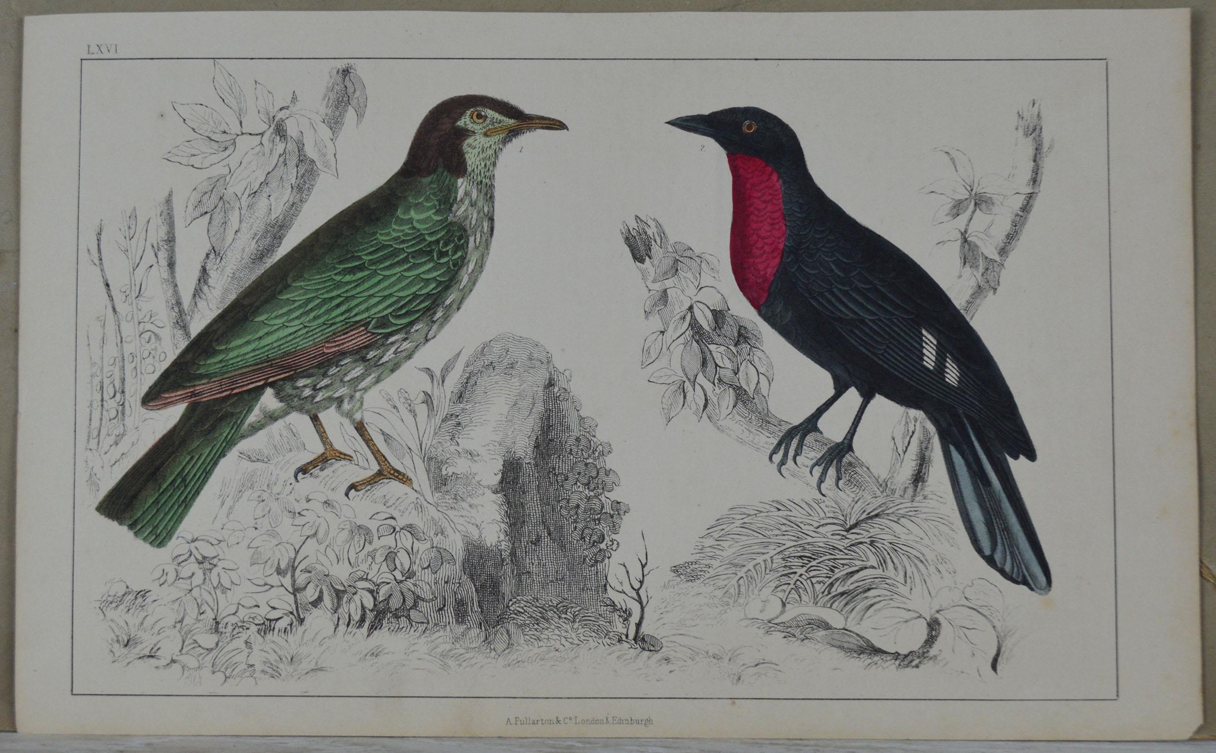 English Original Antique Print of a Red Breasted Bird, 1847 'Unframed'