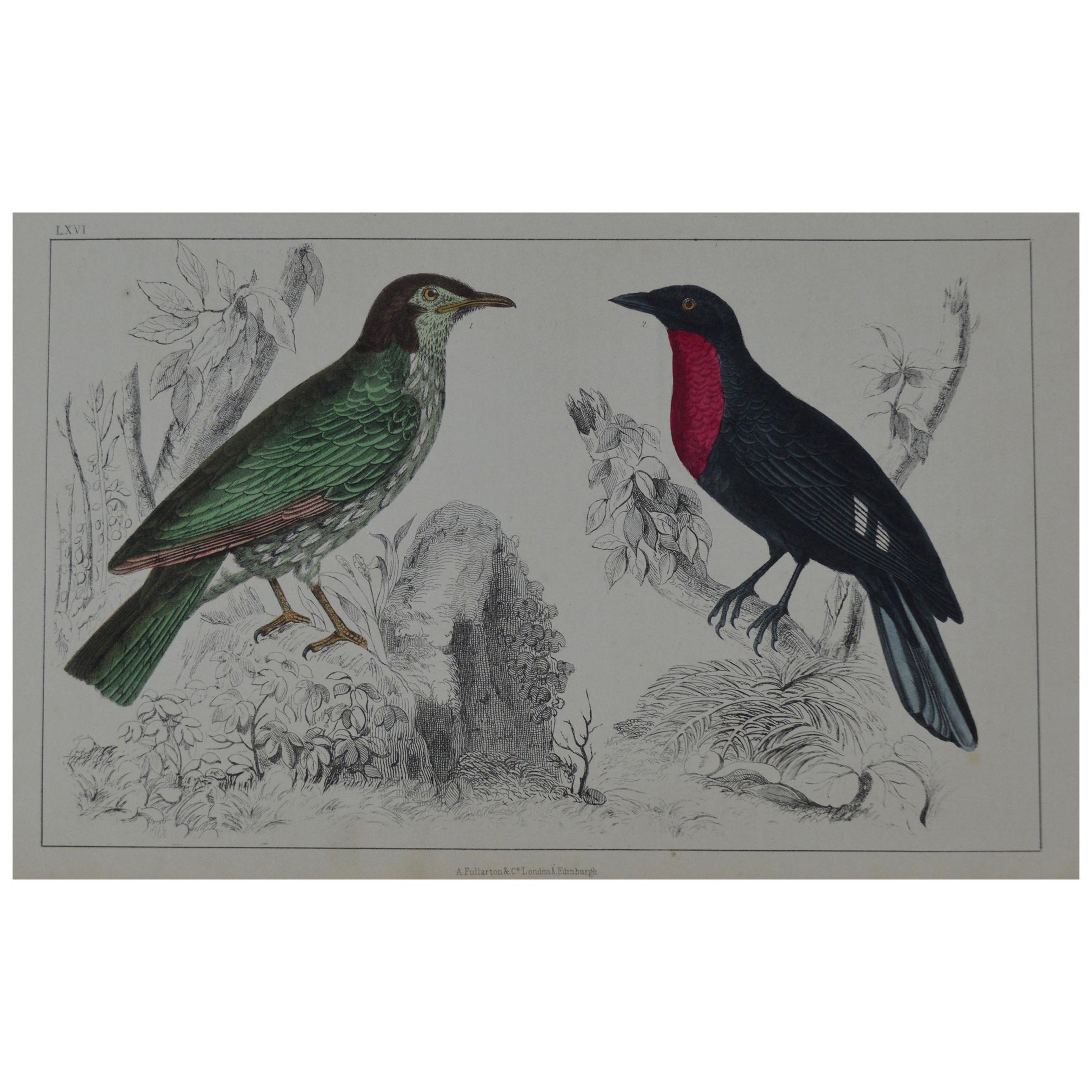 Original Antique Print of a Red Breasted Bird, 1847 'Unframed'